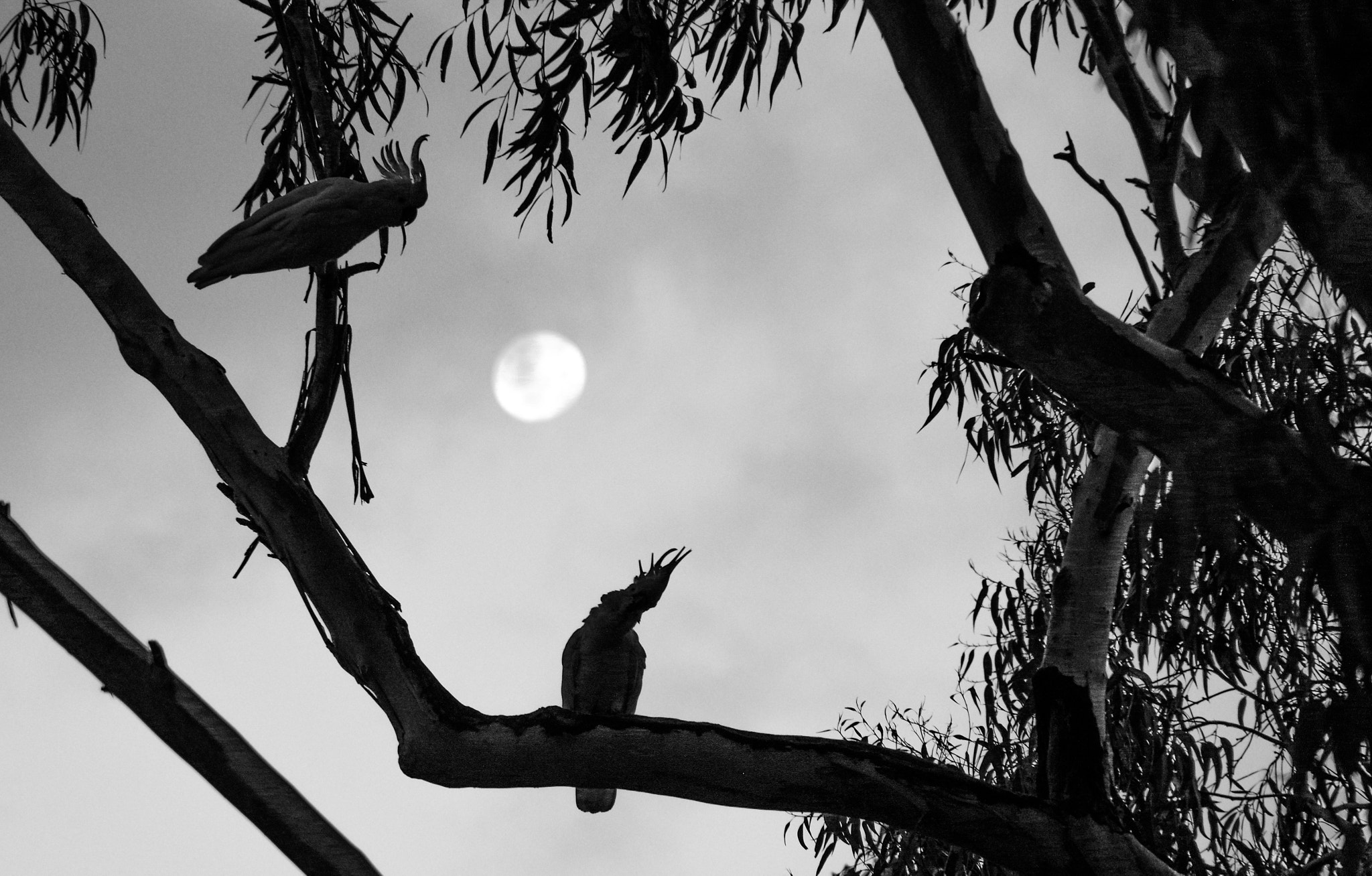 Pentax K-3 II sample photo. Cockatiels.jpg photography