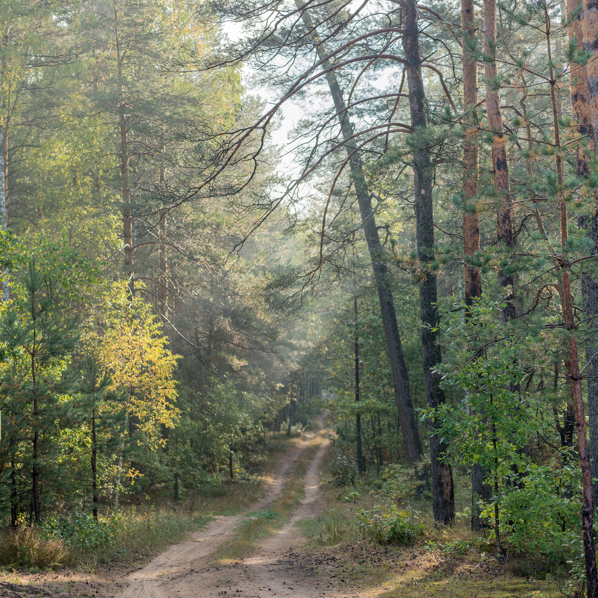 Sony Alpha NEX-5R + E 60mm F2.8 sample photo. Green wood photography