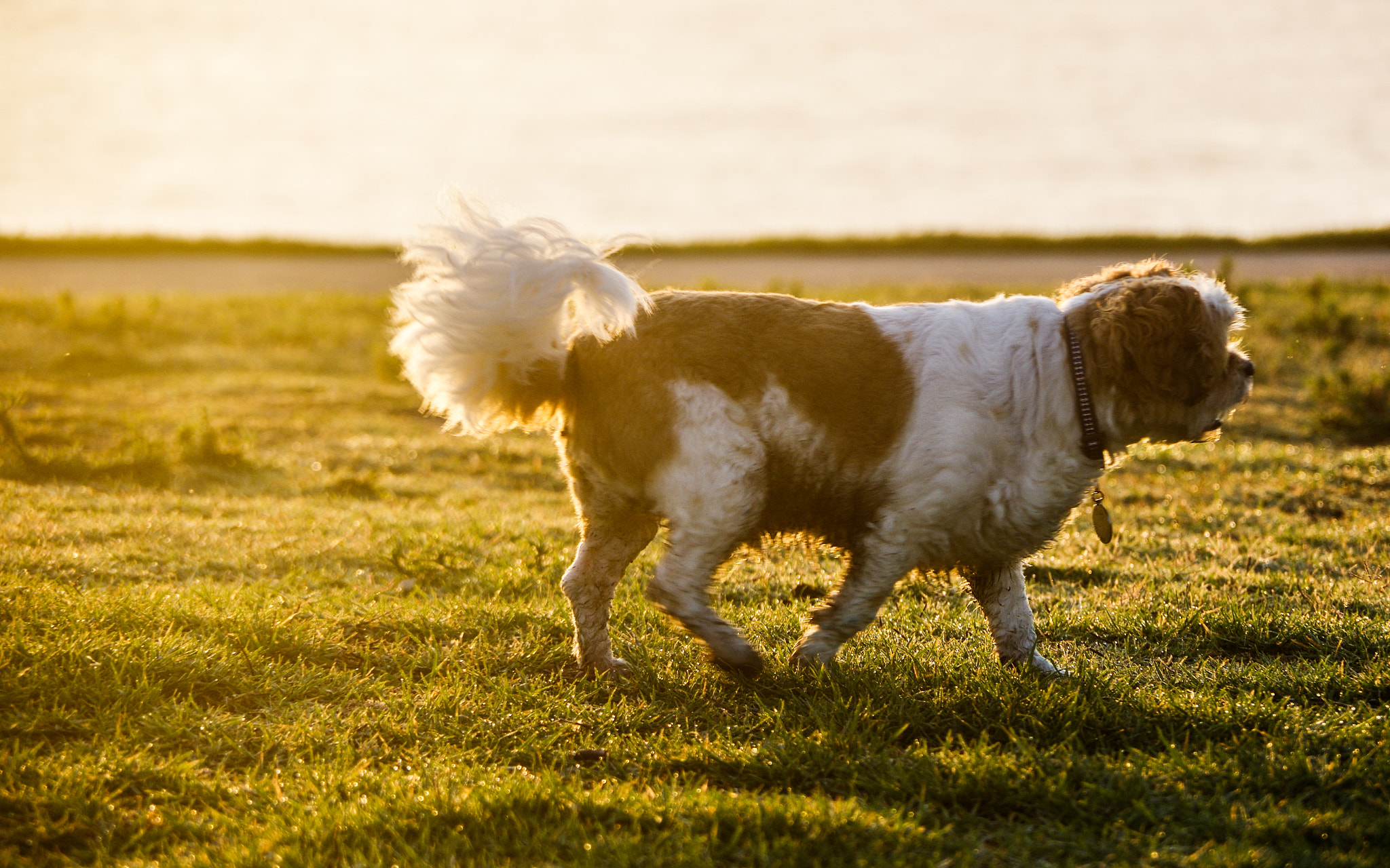 Pentax K-3 II sample photo. Dog.jpg photography