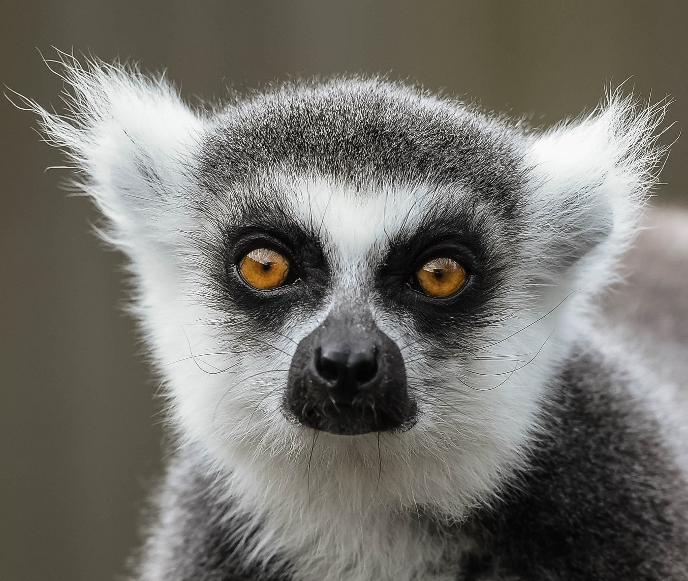 Nikon AF-S Nikkor 300mm F2.8G ED VR II sample photo. Ring tailed lemur. photography