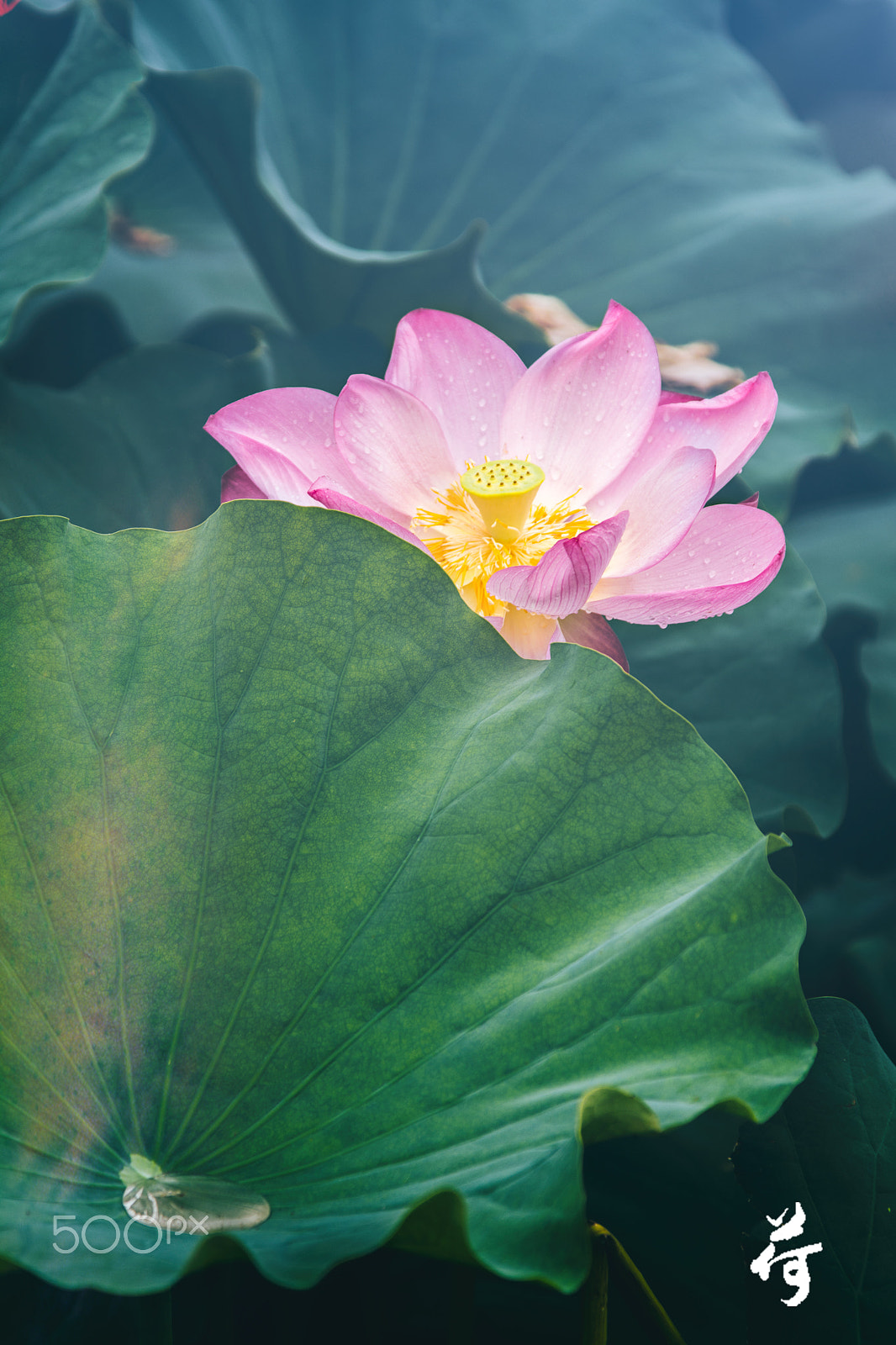 Nikon AF-S Nikkor 24-120mm F4G ED VR sample photo. Lotus flower photography