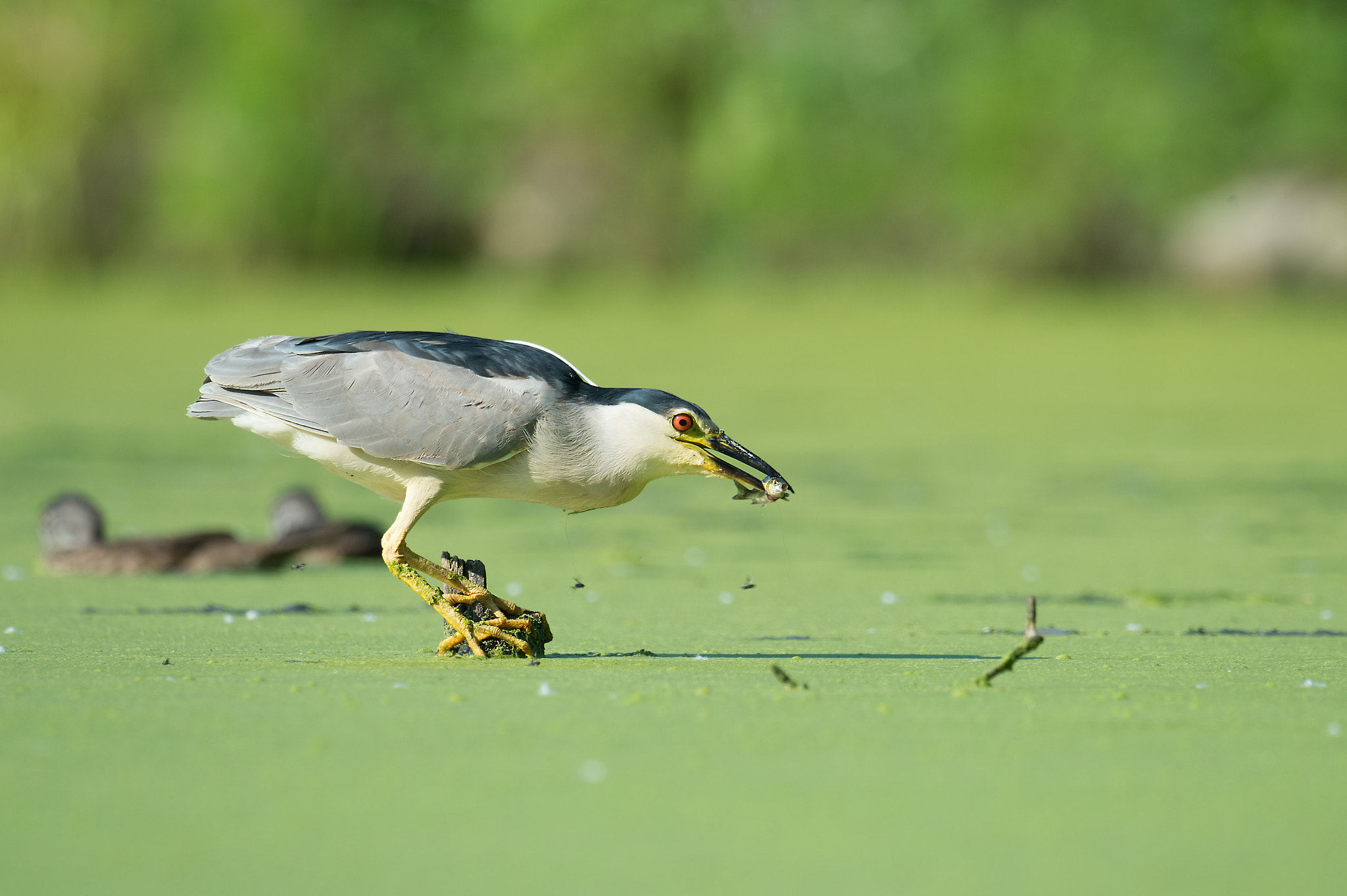 Nikon AF-S Nikkor 800mm F5.6E FL ED VR sample photo. Bihoreau gris, nycticorax nycticorax, black-crowned night-heron photography