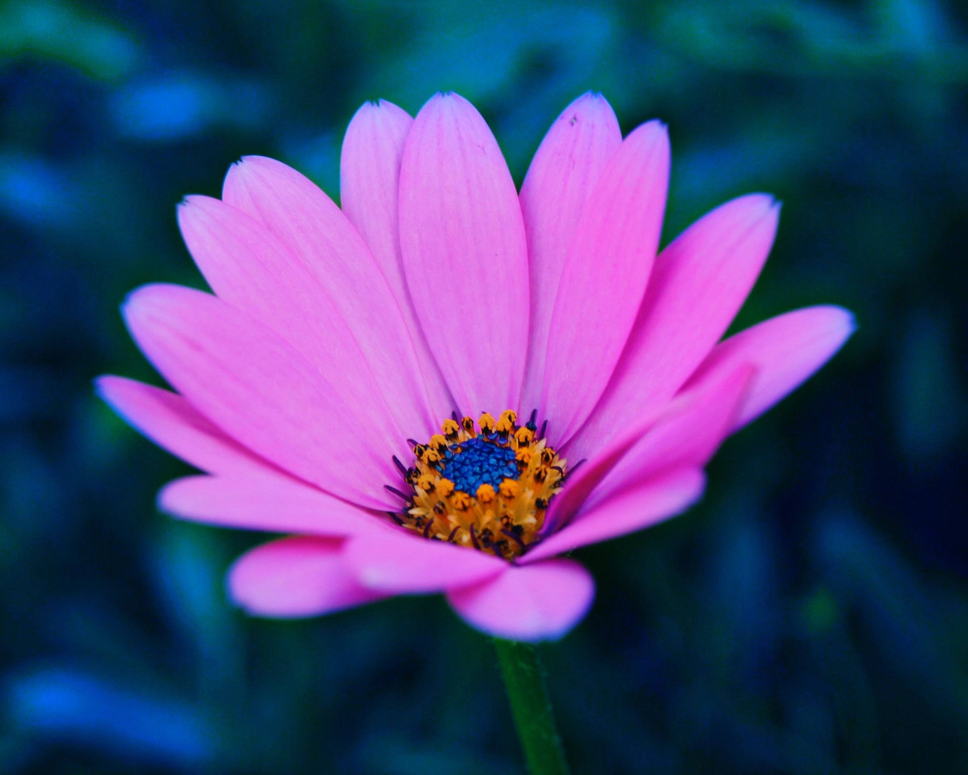 Olympus E-600 (EVOLT E-600) sample photo. Got the blues photography