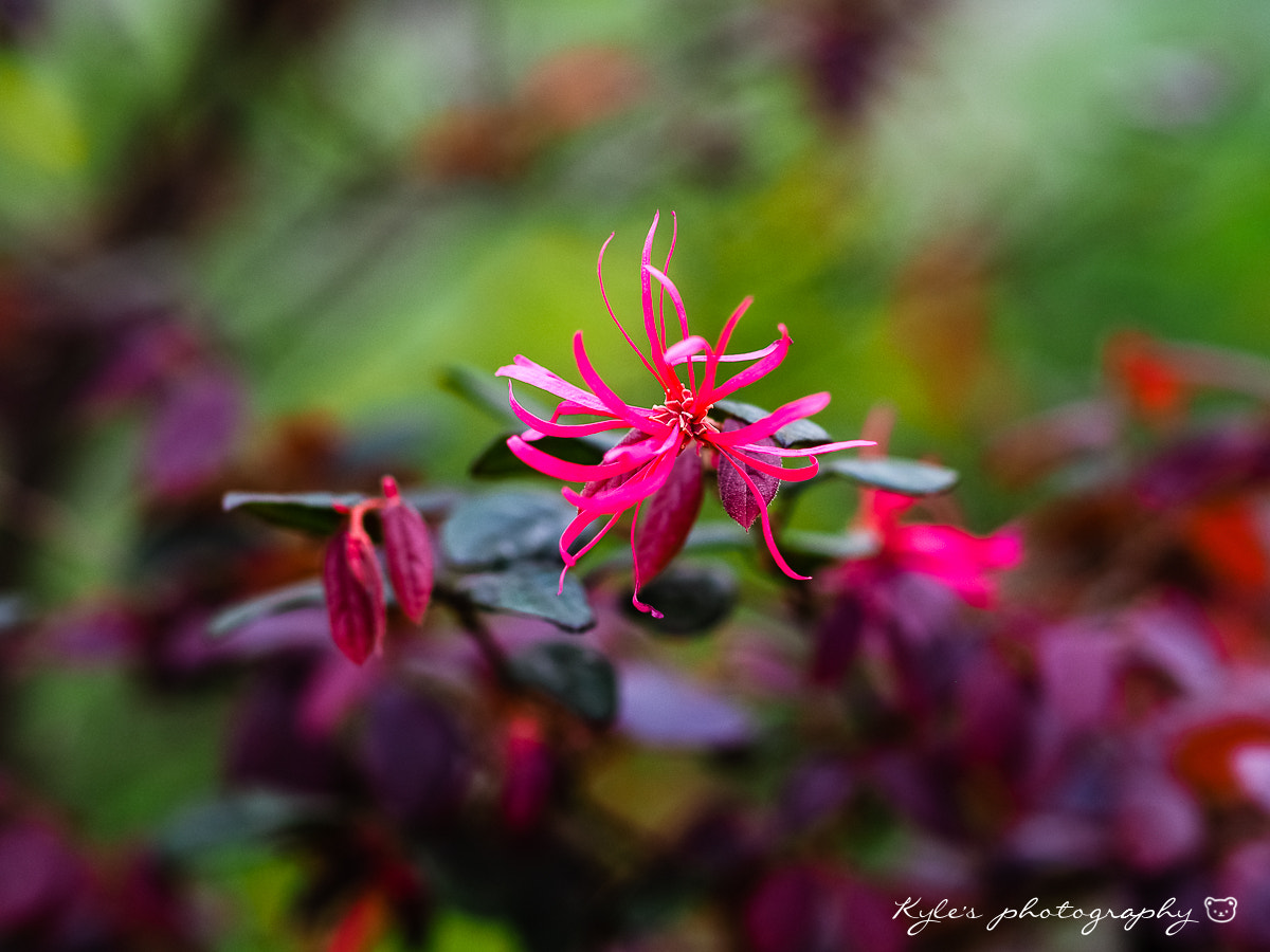 Olympus OM-D E-M1 + OLYMPUS 50mm Lens sample photo. 花舞 photography