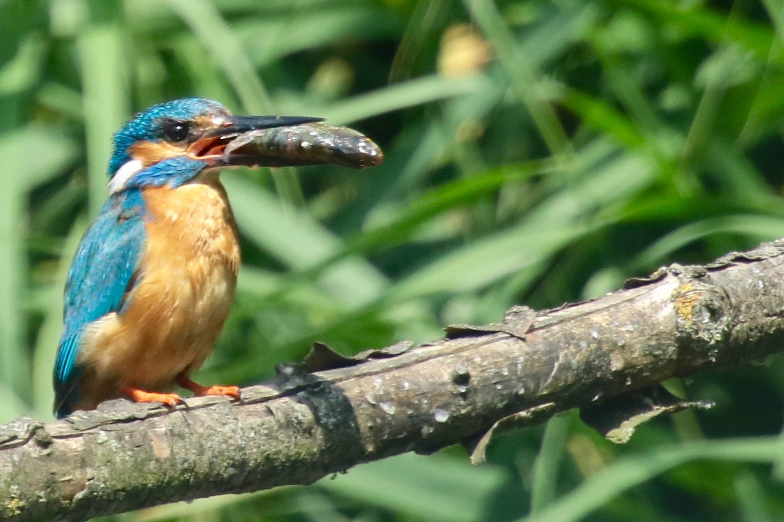 Canon EOS 750D (EOS Rebel T6i / EOS Kiss X8i) sample photo. Kingfisher photography