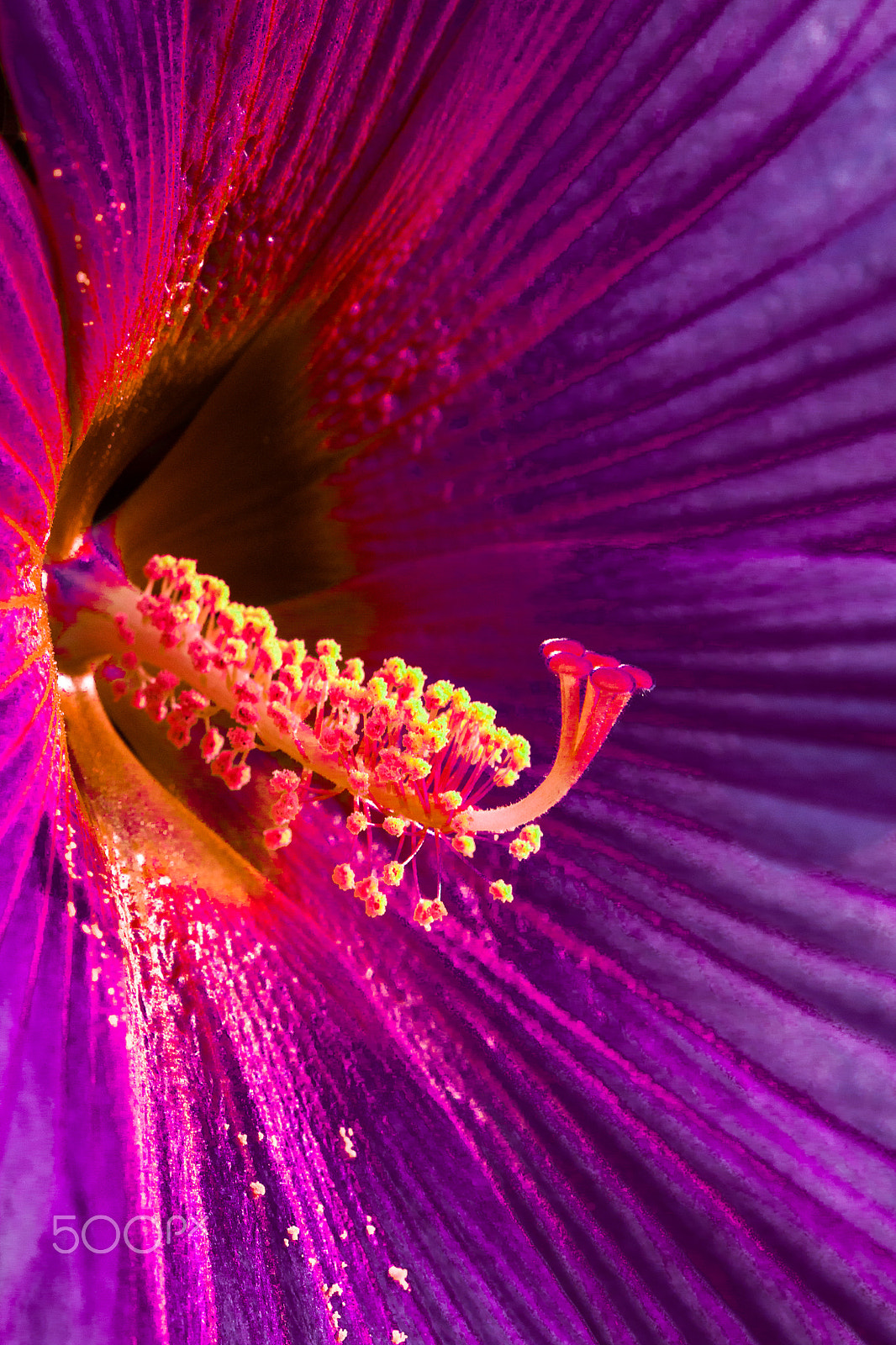 Canon EF 100mm F2.8 Macro USM sample photo. Show-off photography
