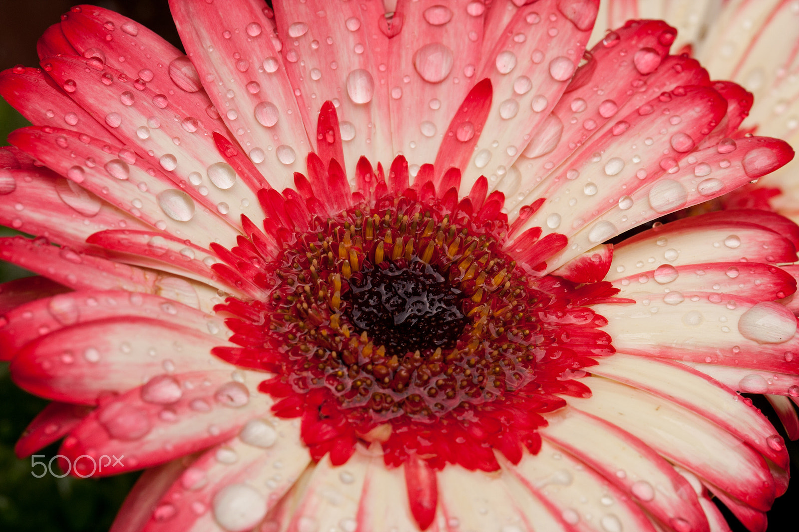 Sigma 105mm F2.8 EX DG OS HSM sample photo. Raindrops on a flower photography