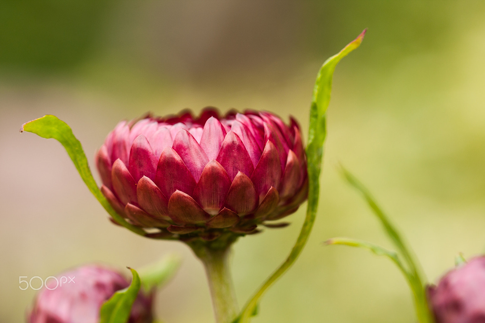Sigma 105mm F2.8 EX DG OS HSM sample photo. Flower photography