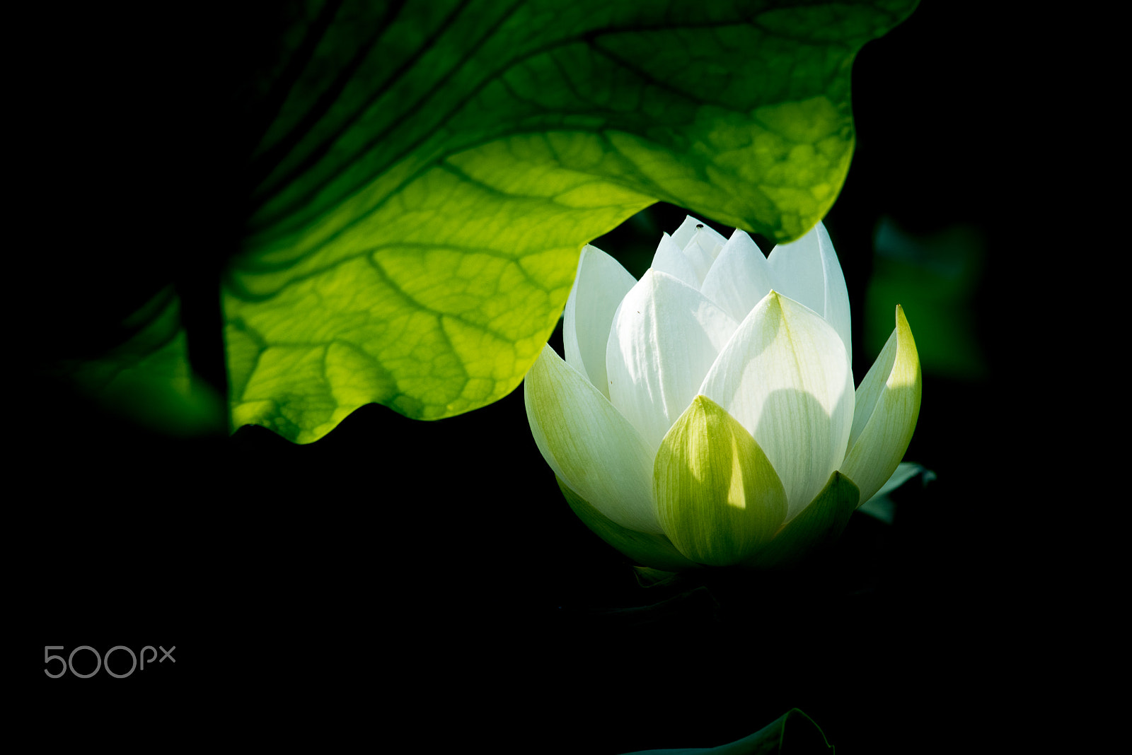 Sigma 150-500mm F5-6.3 DG OS HSM sample photo. The light in the lotus photography