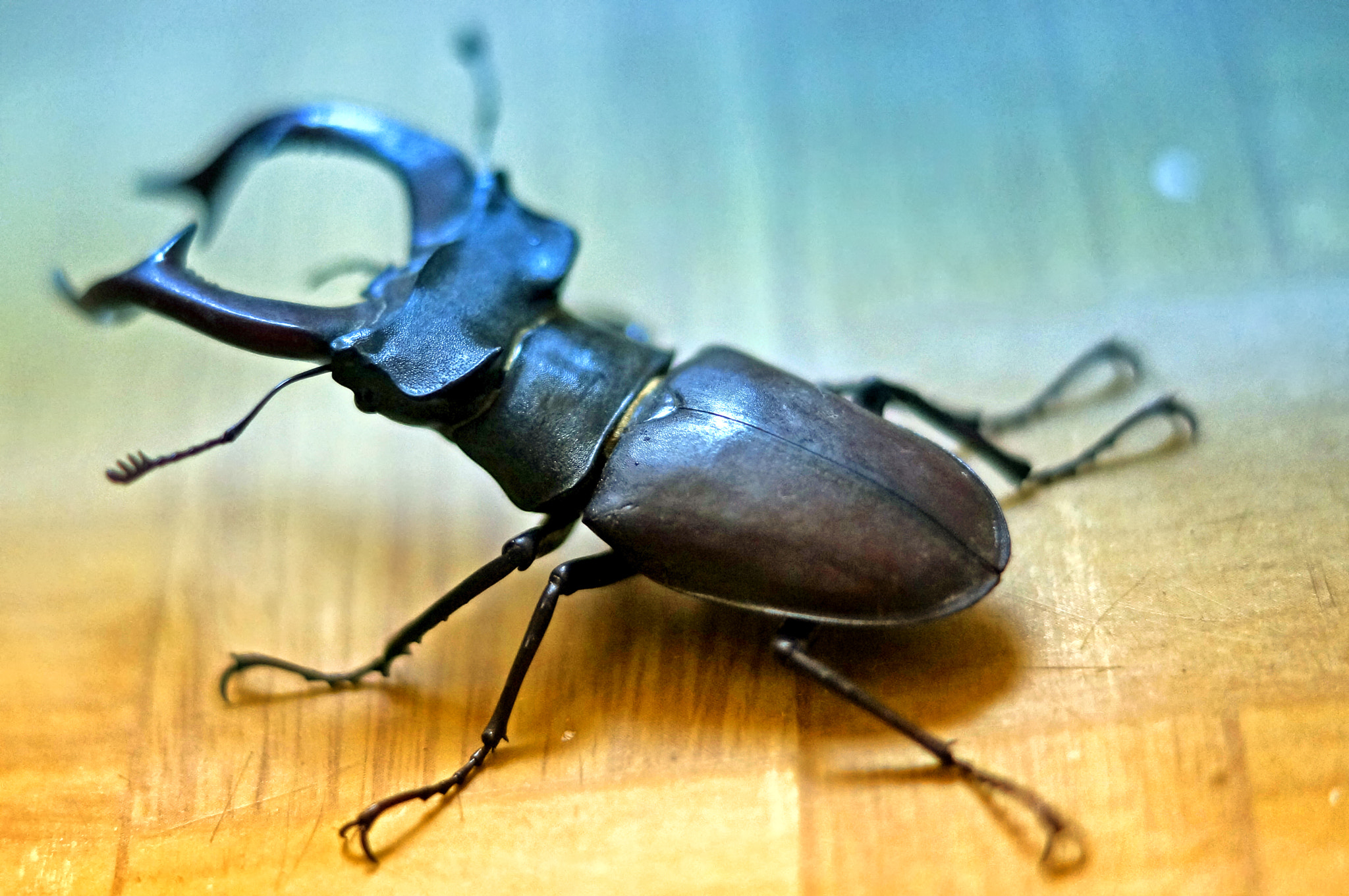 Sony SLT-A57 sample photo. ~ beetle-deer - lucanus cervus - Жук Рогач ~ photography
