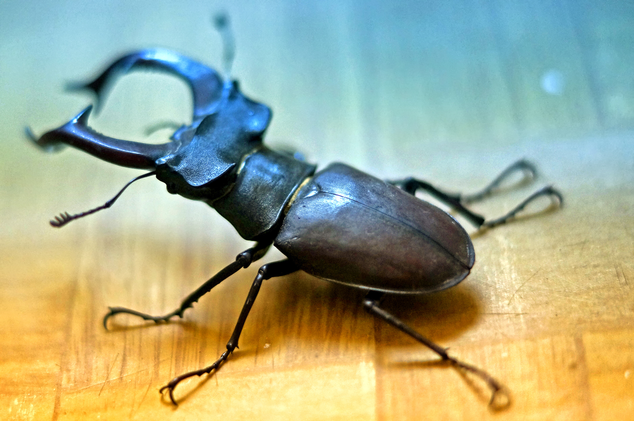Sony SLT-A57 + Sony DT 50mm F1.8 SAM sample photo. ~ beetle-deer - lucanus cervus - Жук Рогач ~ photography