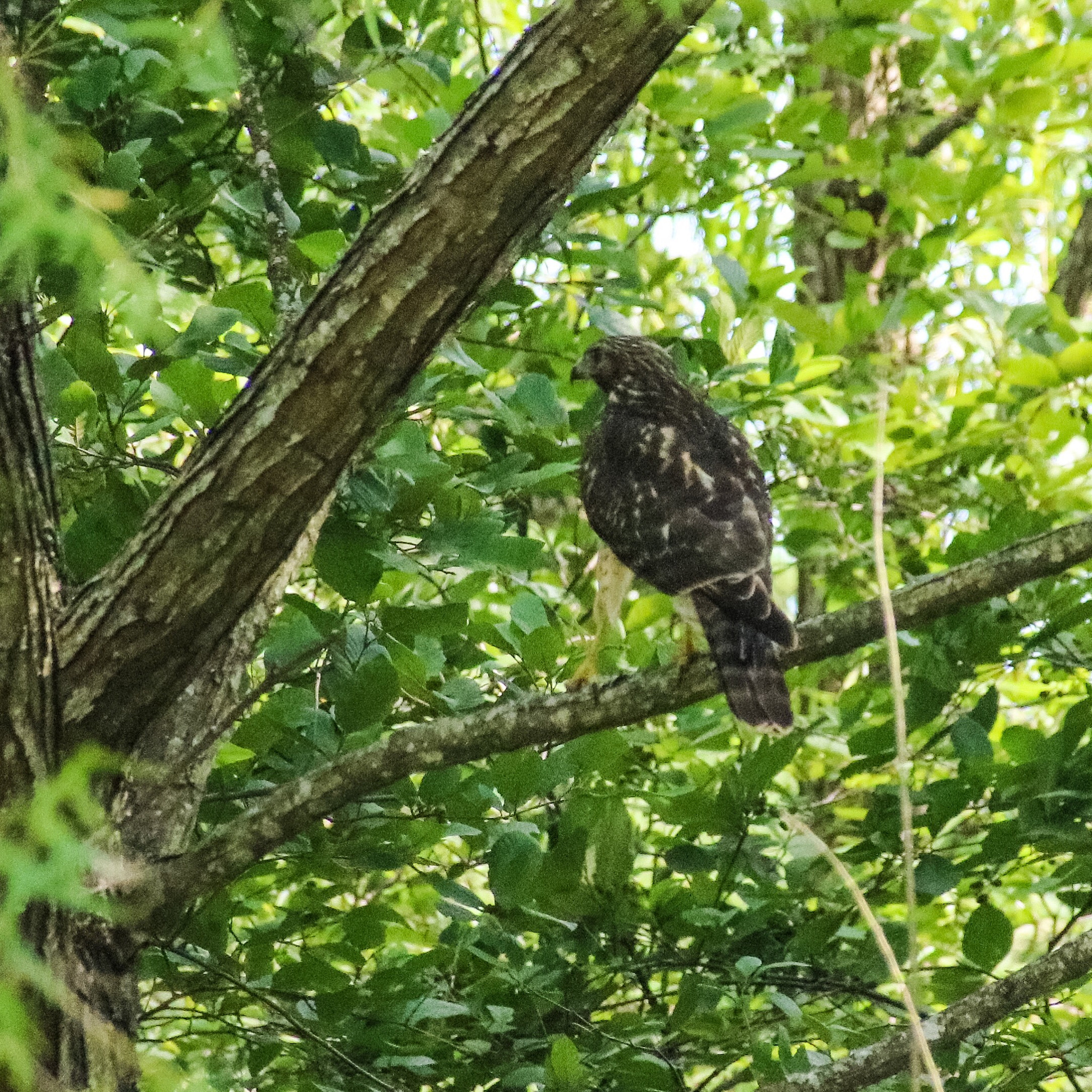 Canon EOS 760D (EOS Rebel T6s / EOS 8000D) + Canon 18-300mm sample photo. Our hawk in the trees at moodyville. i am amazed h ... photography