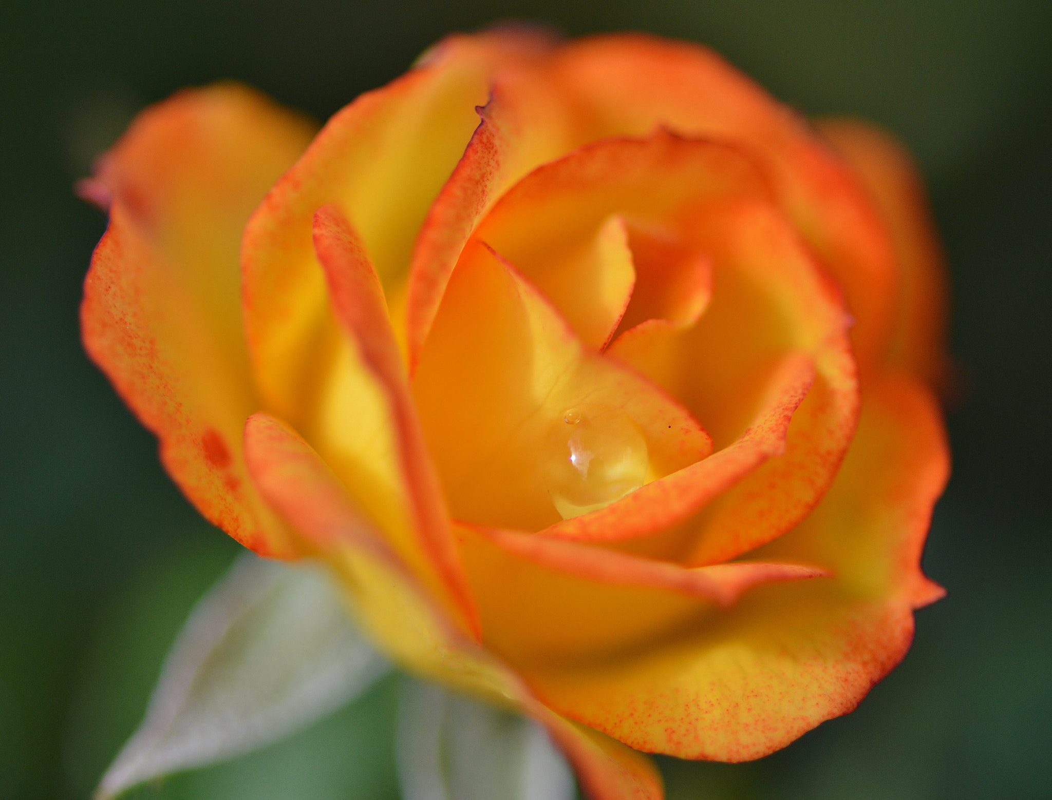 Nikon AF-S Micro-Nikkor 105mm F2.8G IF-ED VR sample photo. 9562 photography