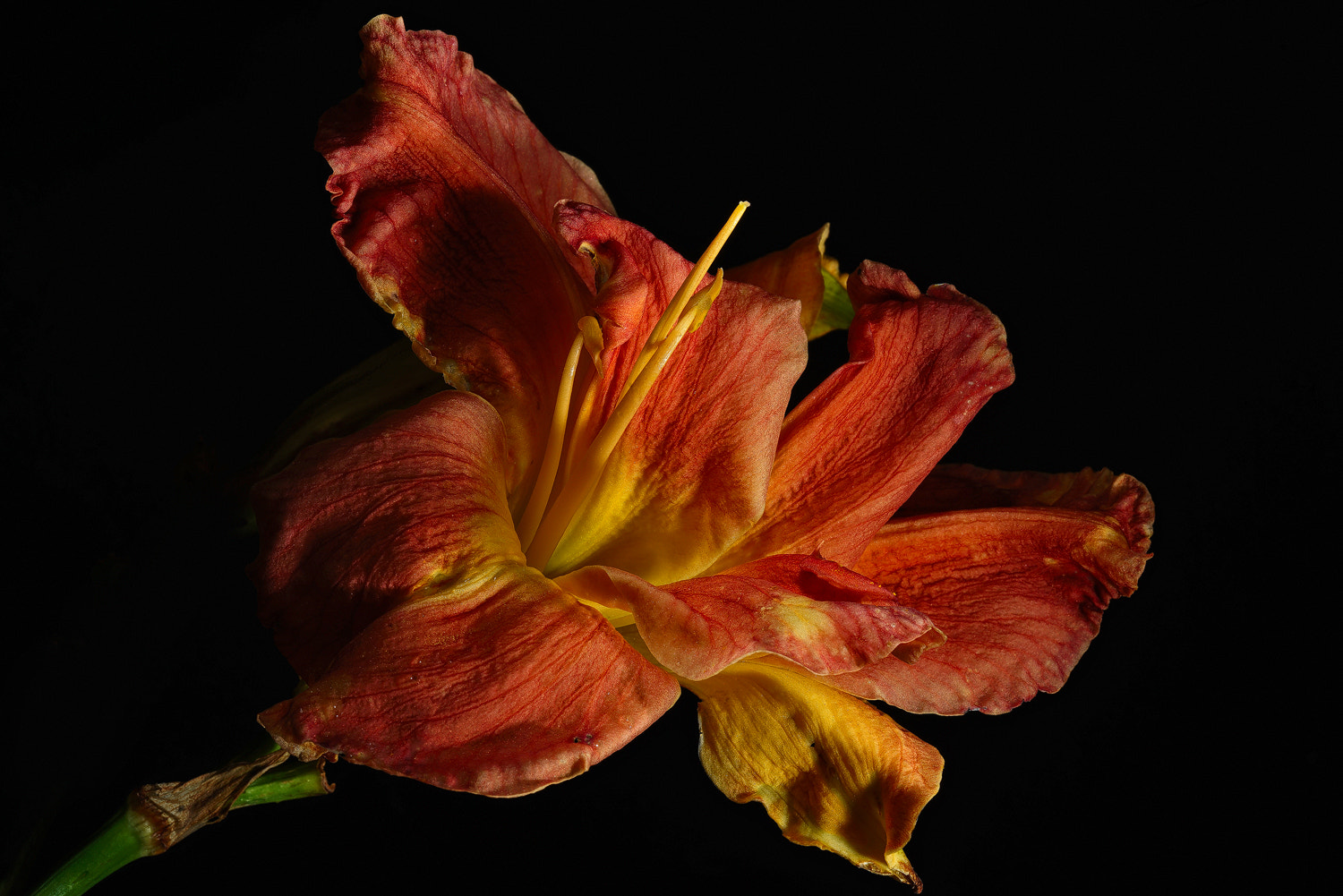100mm F2.8 SSM sample photo. Not your usual lily photography