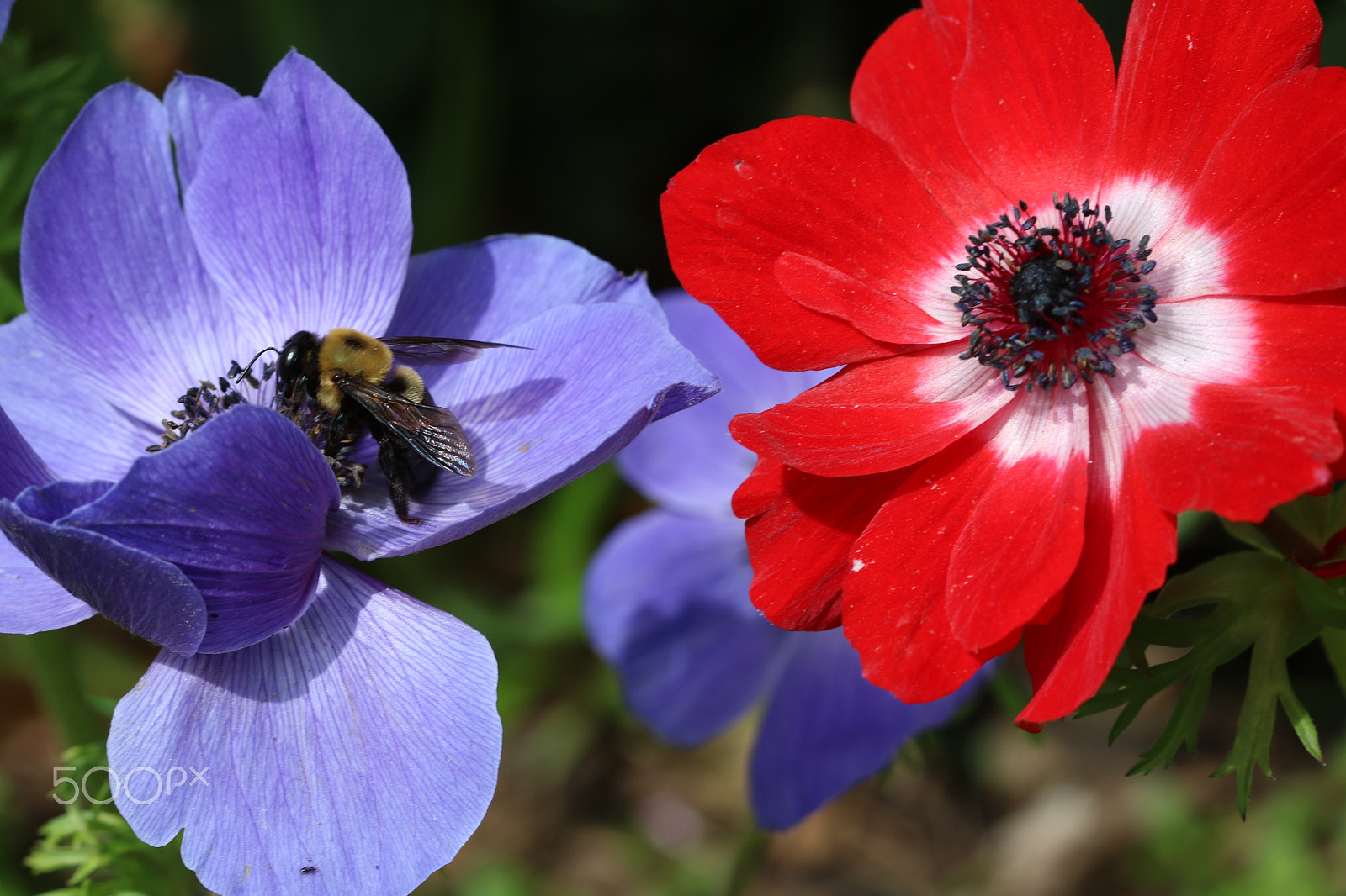 Canon EF 100mm F2.8 Macro USM sample photo. Anenome 4732 photography