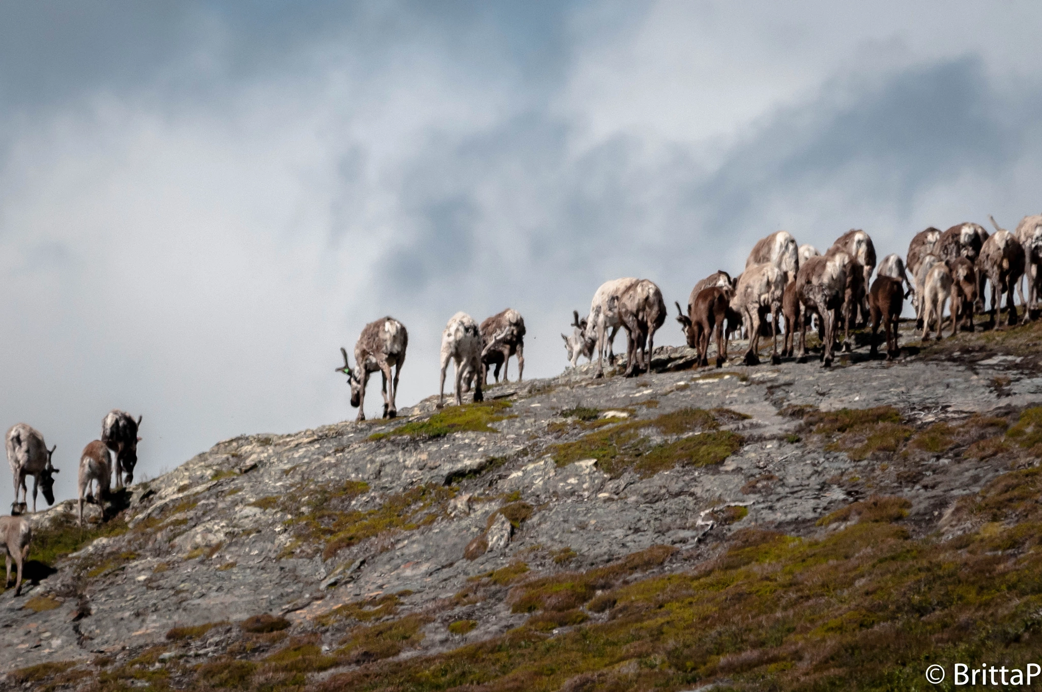Sigma 150-500mm F5-6.3 DG OS HSM sample photo. Reindeers photography