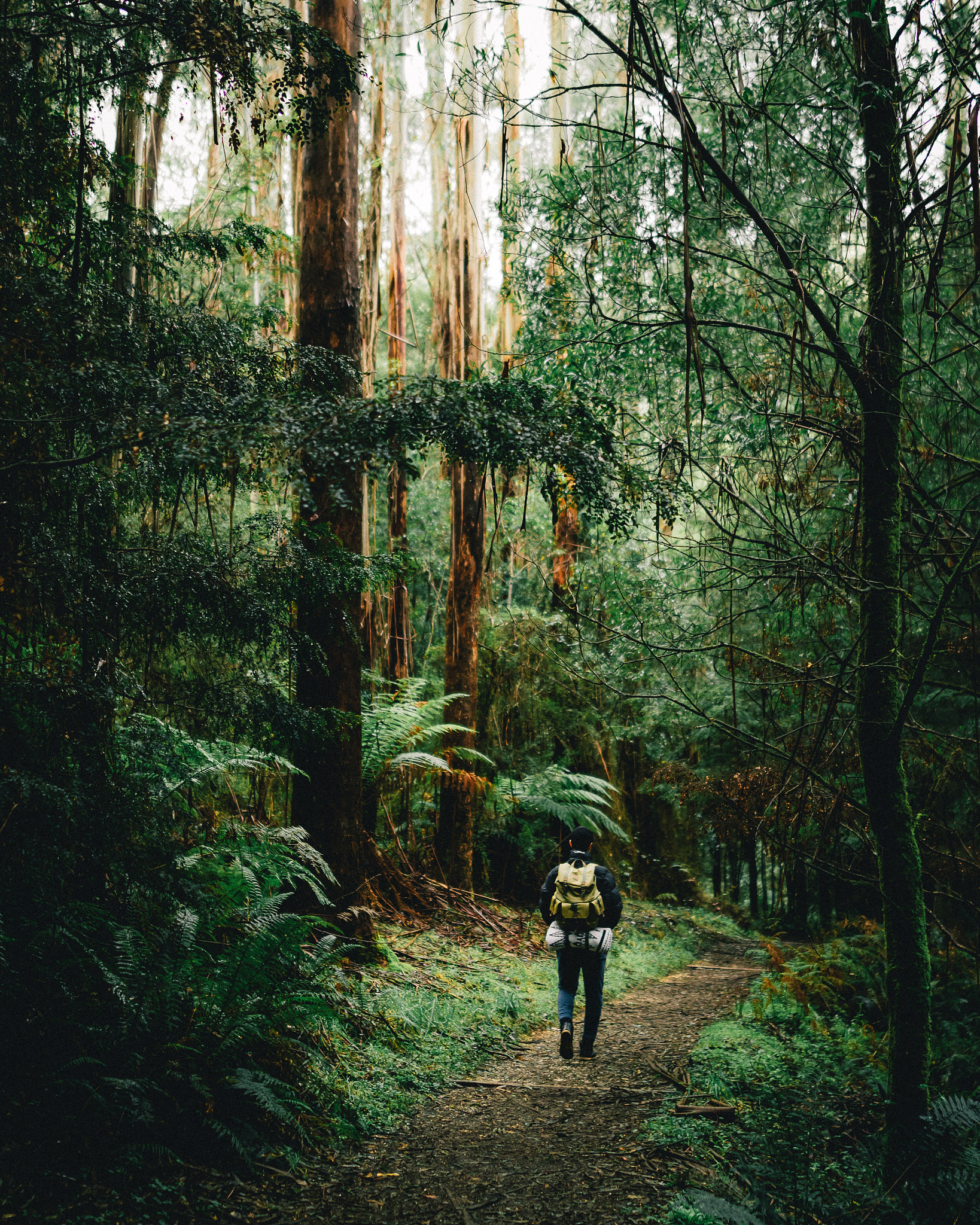Sigma 24mm F1.4 DG HSM Art sample photo. When you’re looking at the treetops photography