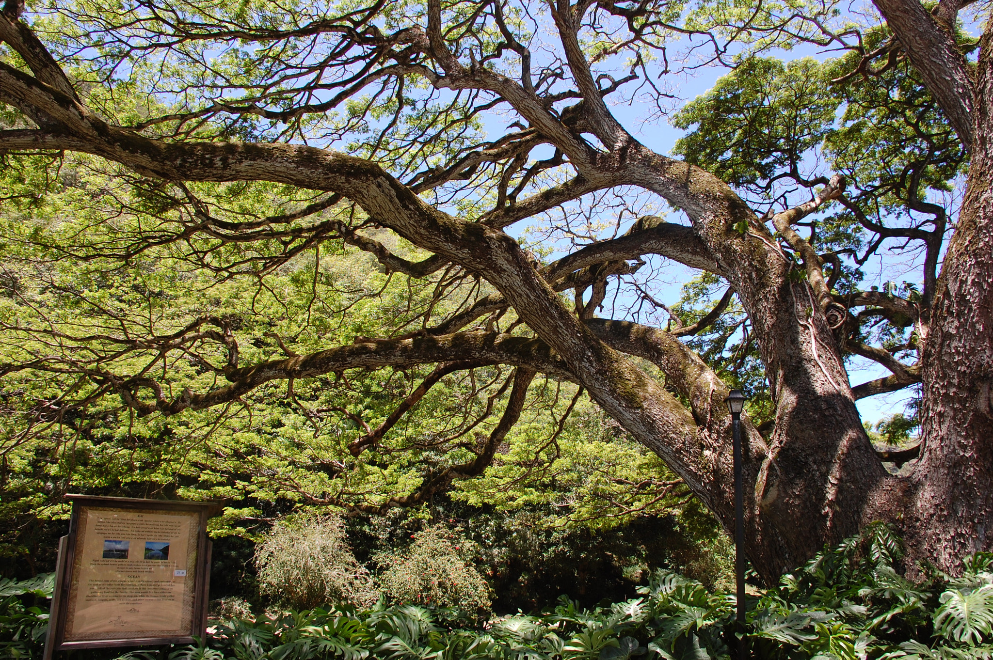 Nikon D40 sample photo. Trees in tropical garden photography