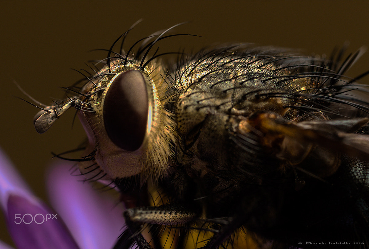 Canon MP-E 65mm F2.5 1-5x Macro Photo sample photo. The mother of all flies photography