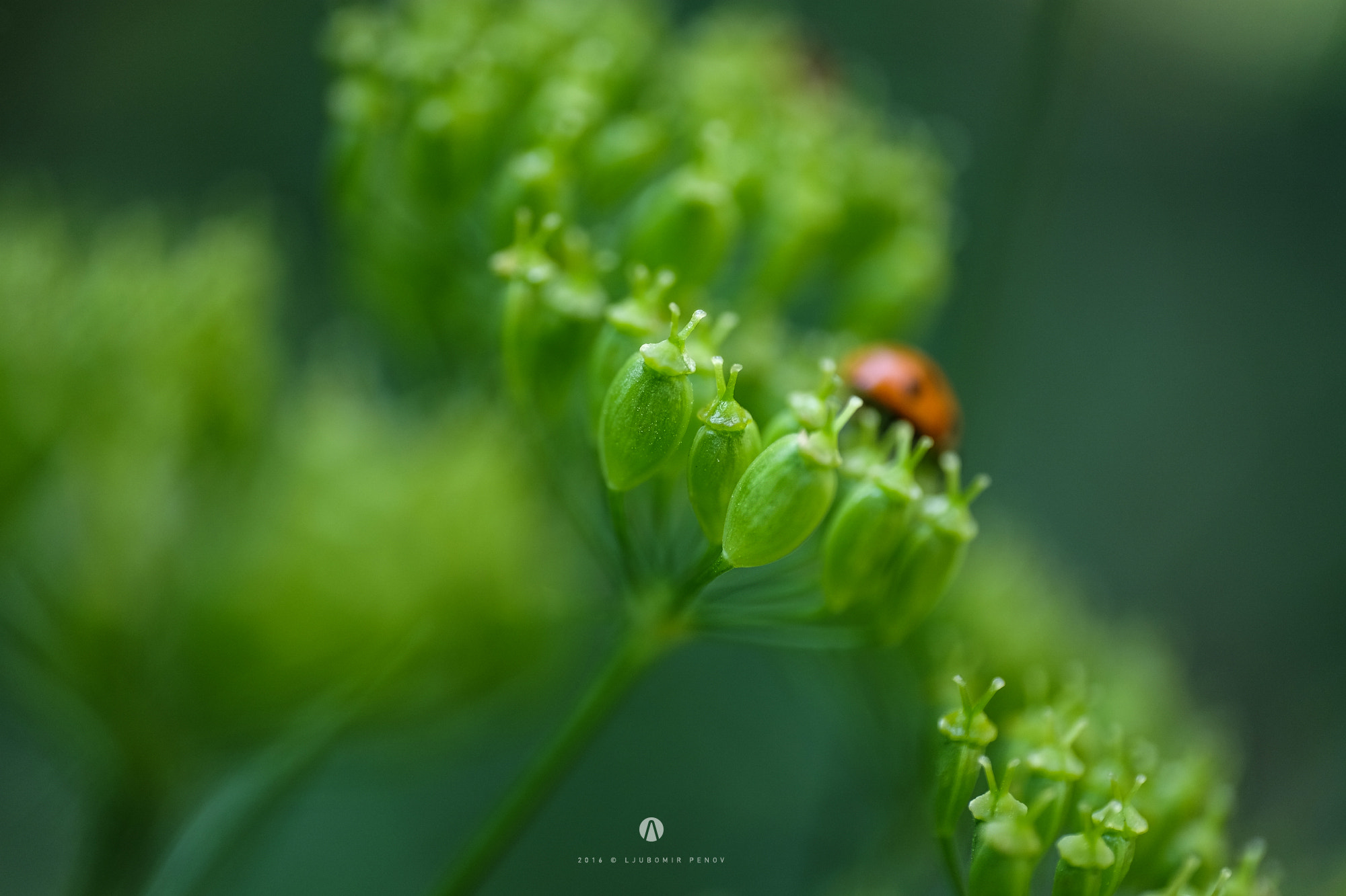 Fujifilm X-T1 + ZEISS Touit 50mm F2.8 sample photo. Green... photography