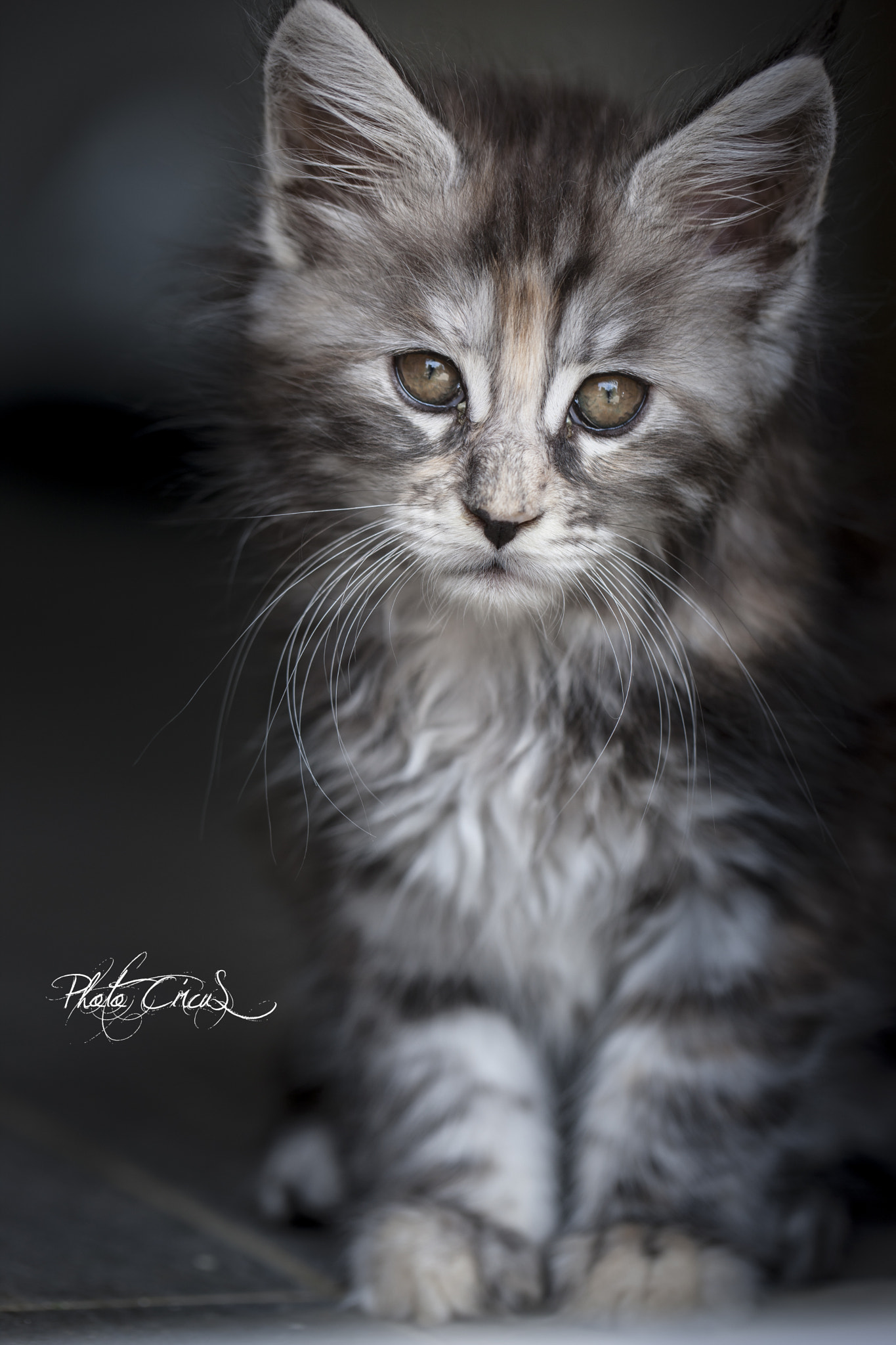 Canon EOS-1Ds Mark III + Canon EF 100mm F2.8L Macro IS USM sample photo. Maine coon kitten photography