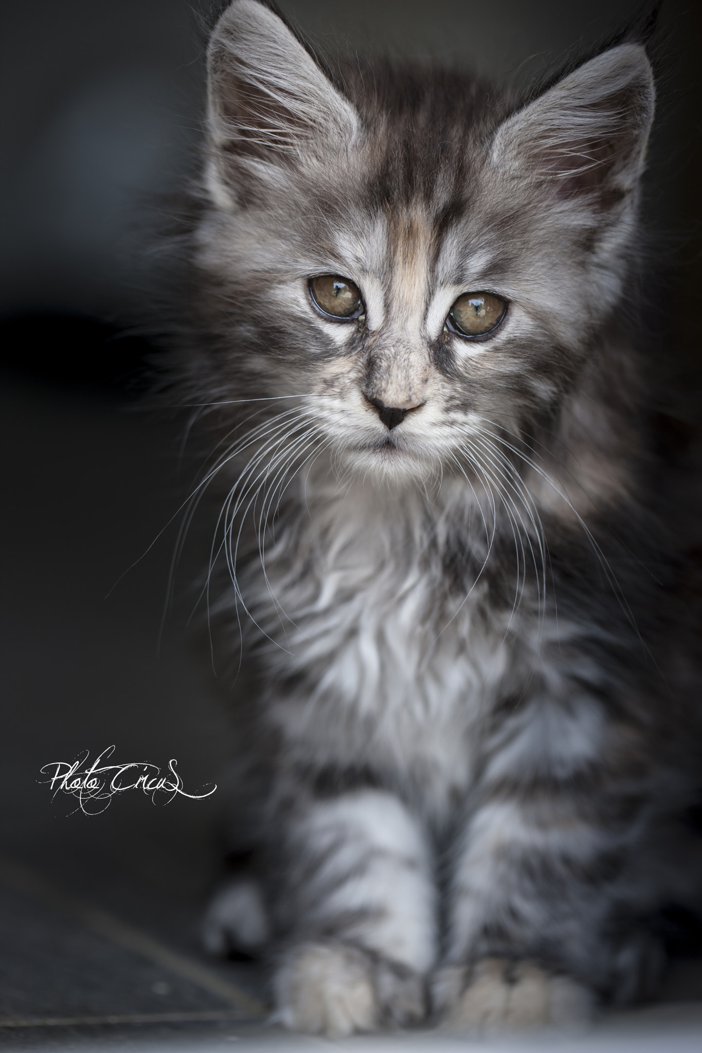 Canon EOS-1Ds Mark III sample photo. Maine coon kitten photography