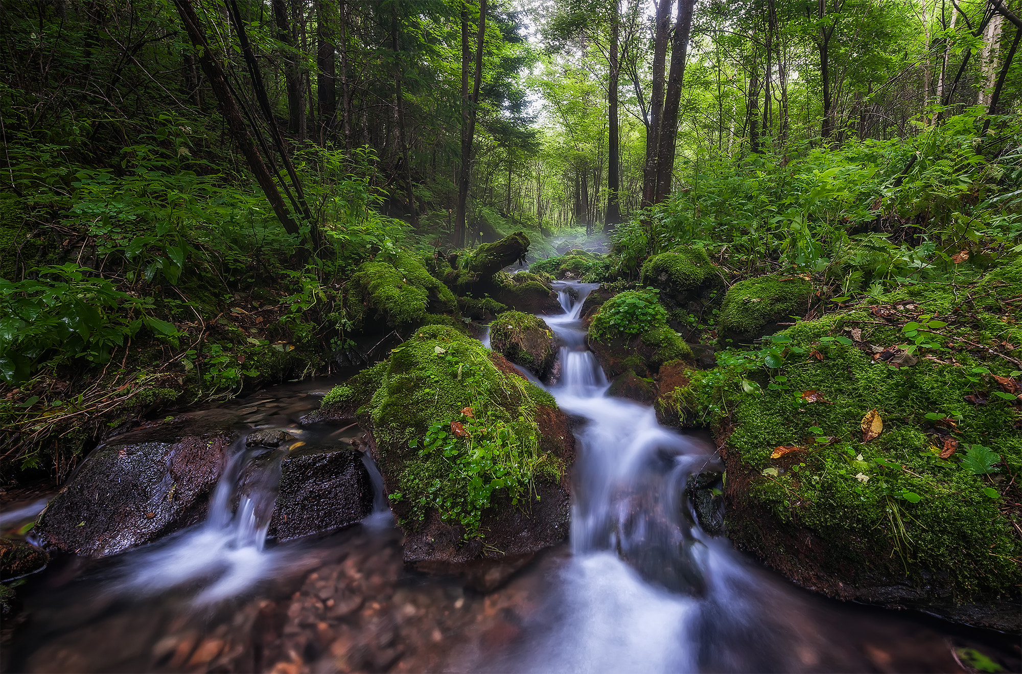 Nikon D3X sample photo. A quiet forest photography