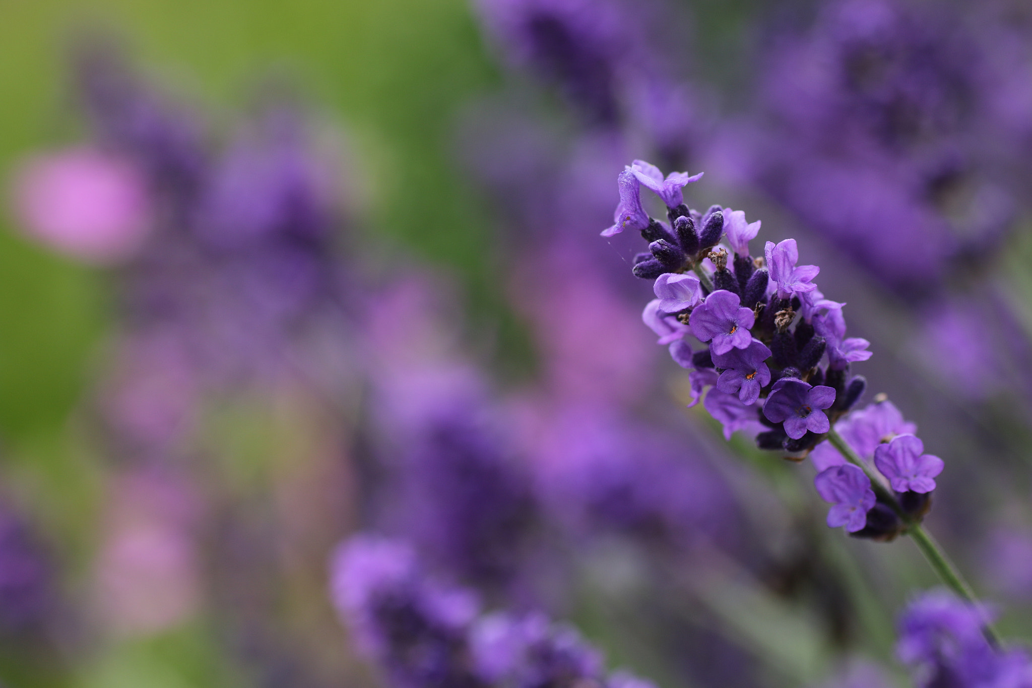 Sigma 70mm F2.8 EX DG Macro sample photo. Lavender photography