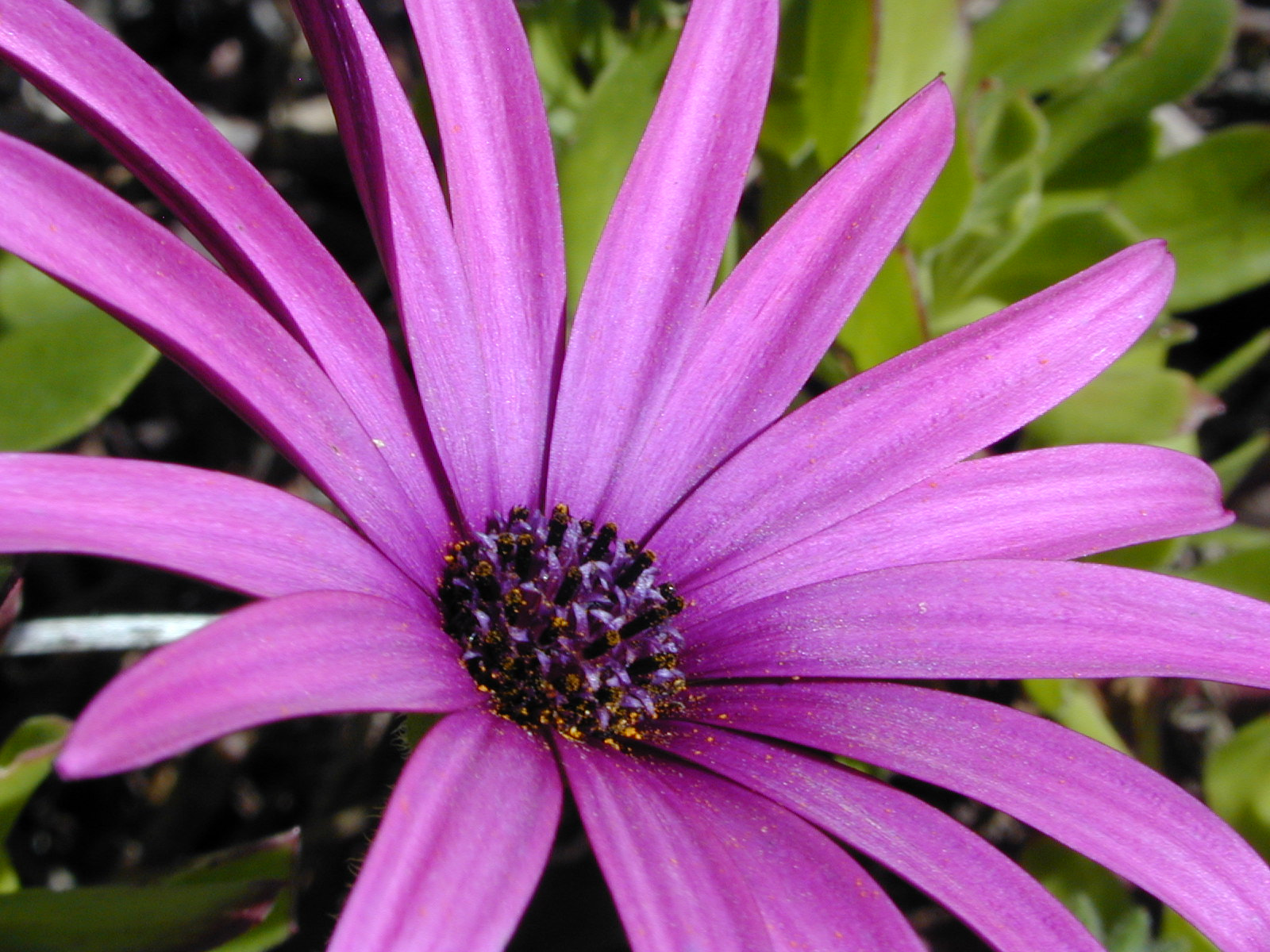 Nikon E950 sample photo. Purple flower photography