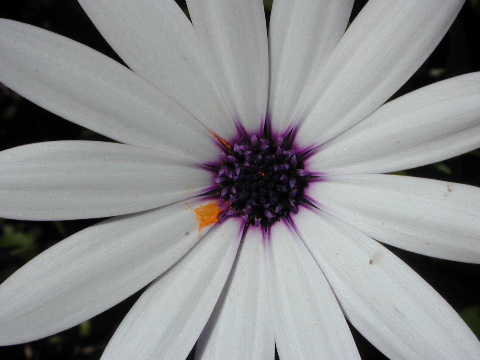 Nikon E950 sample photo. White flower photography
