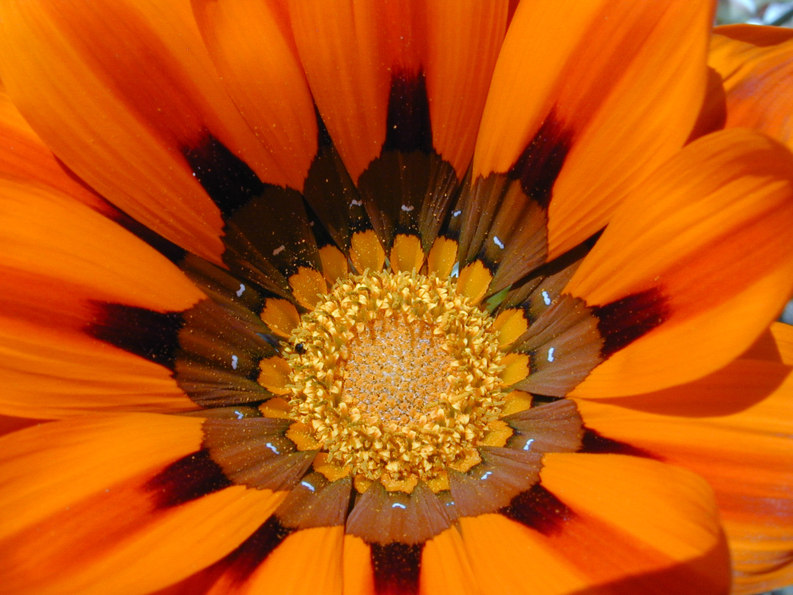 Nikon E950 sample photo. Orange flower photography