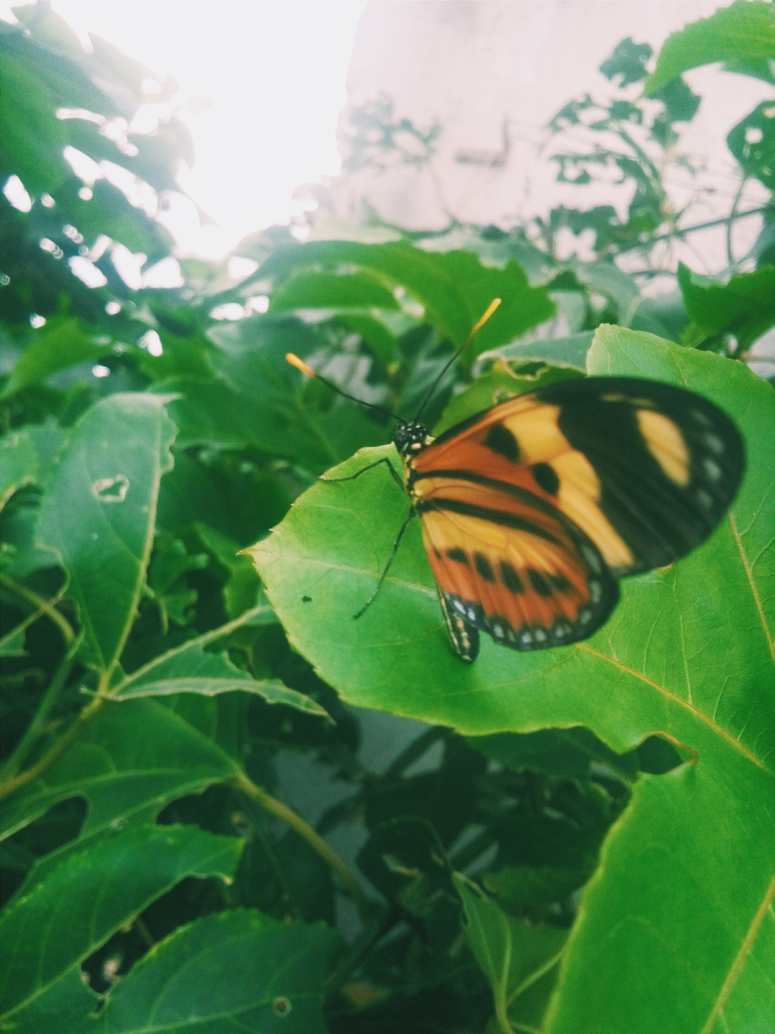 LG L Bello sample photo. Natureza 3/3 photography