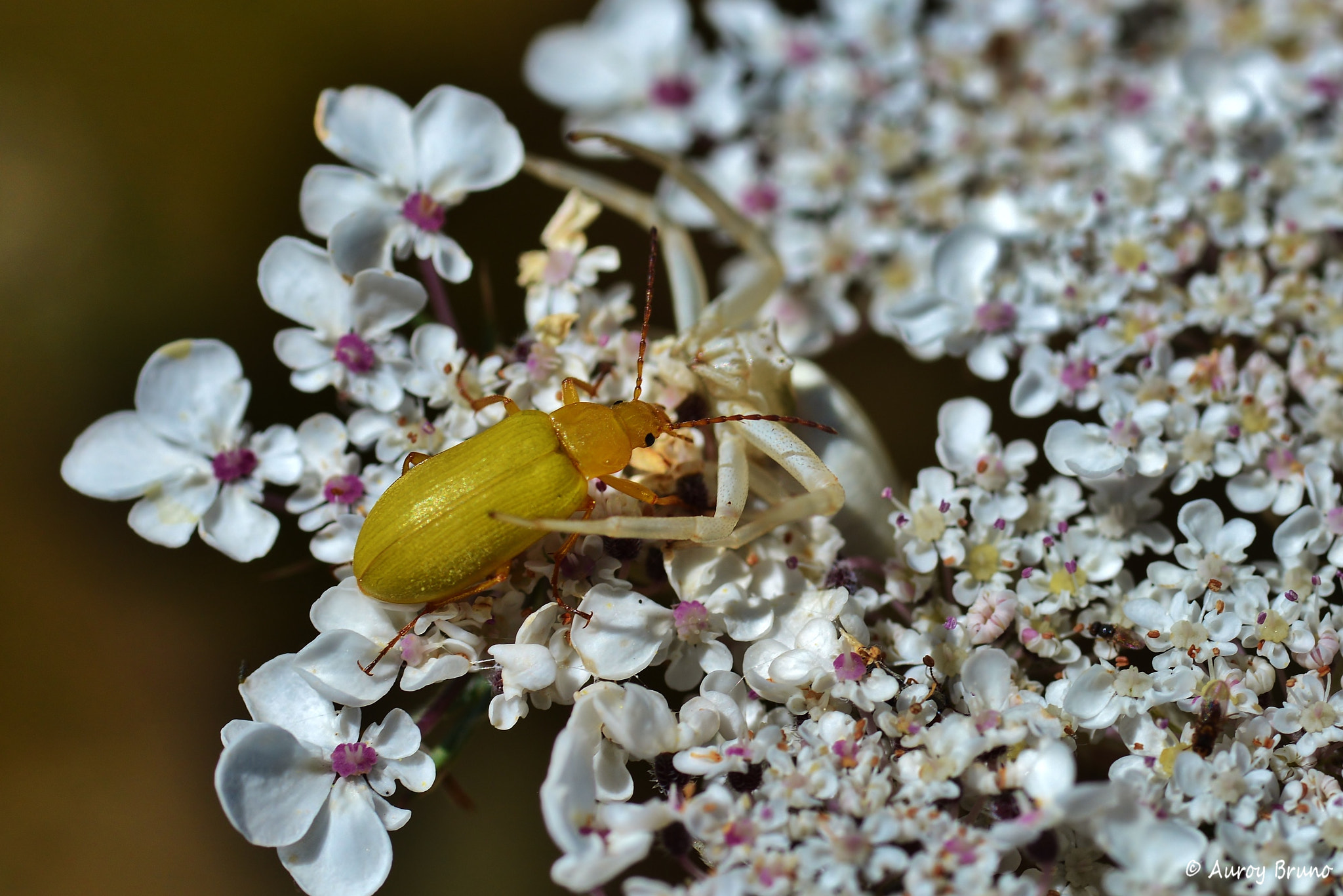 Nikon D7100 + Sigma 70mm F2.8 EX DG Macro sample photo. Dsc_0975.jpg photography