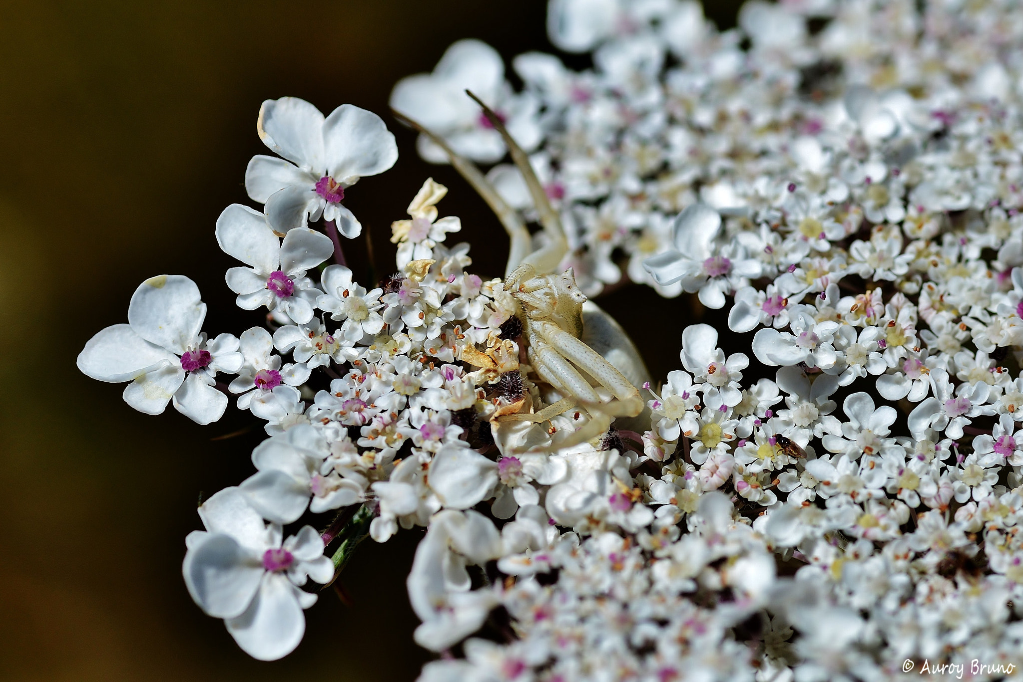 Nikon D7100 + Sigma 70mm F2.8 EX DG Macro sample photo. Dsc_0976.jpg photography