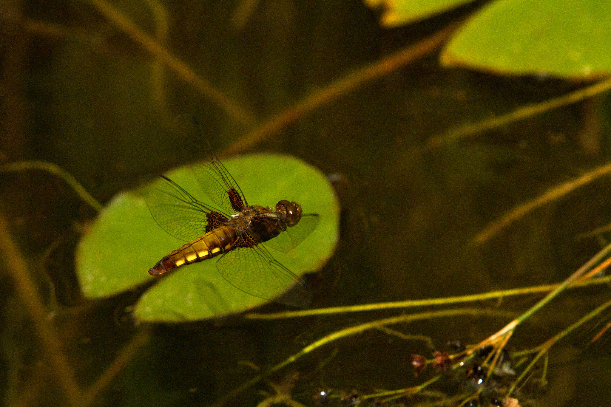 Sigma 50-500mm f/4-6.3 APO HSM EX sample photo. Four-spotted skimmer dragonfly photography