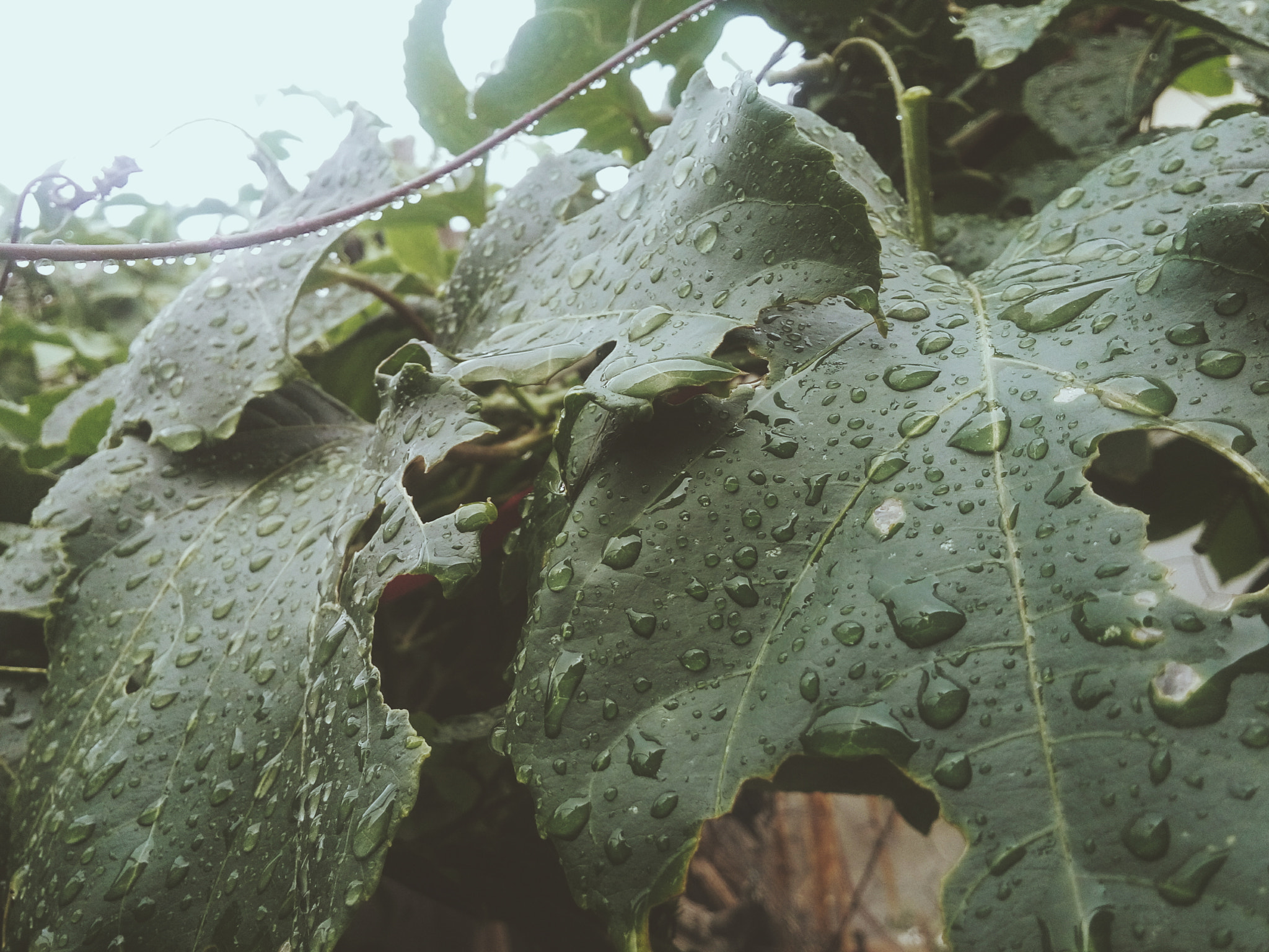 LG L Bello sample photo. Chuva 2/3 photography