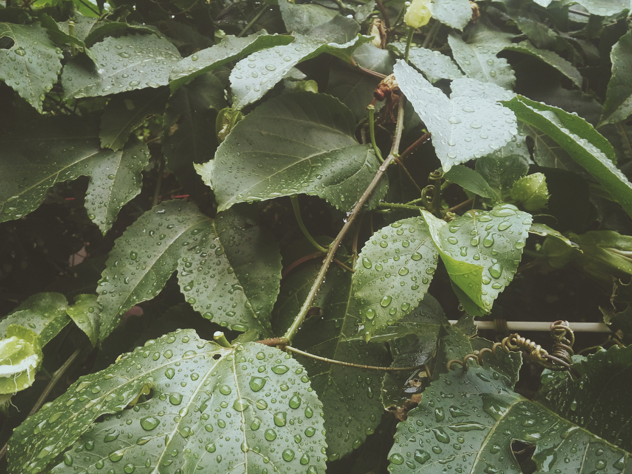 LG L Bello sample photo. Chuva 3/3 photography