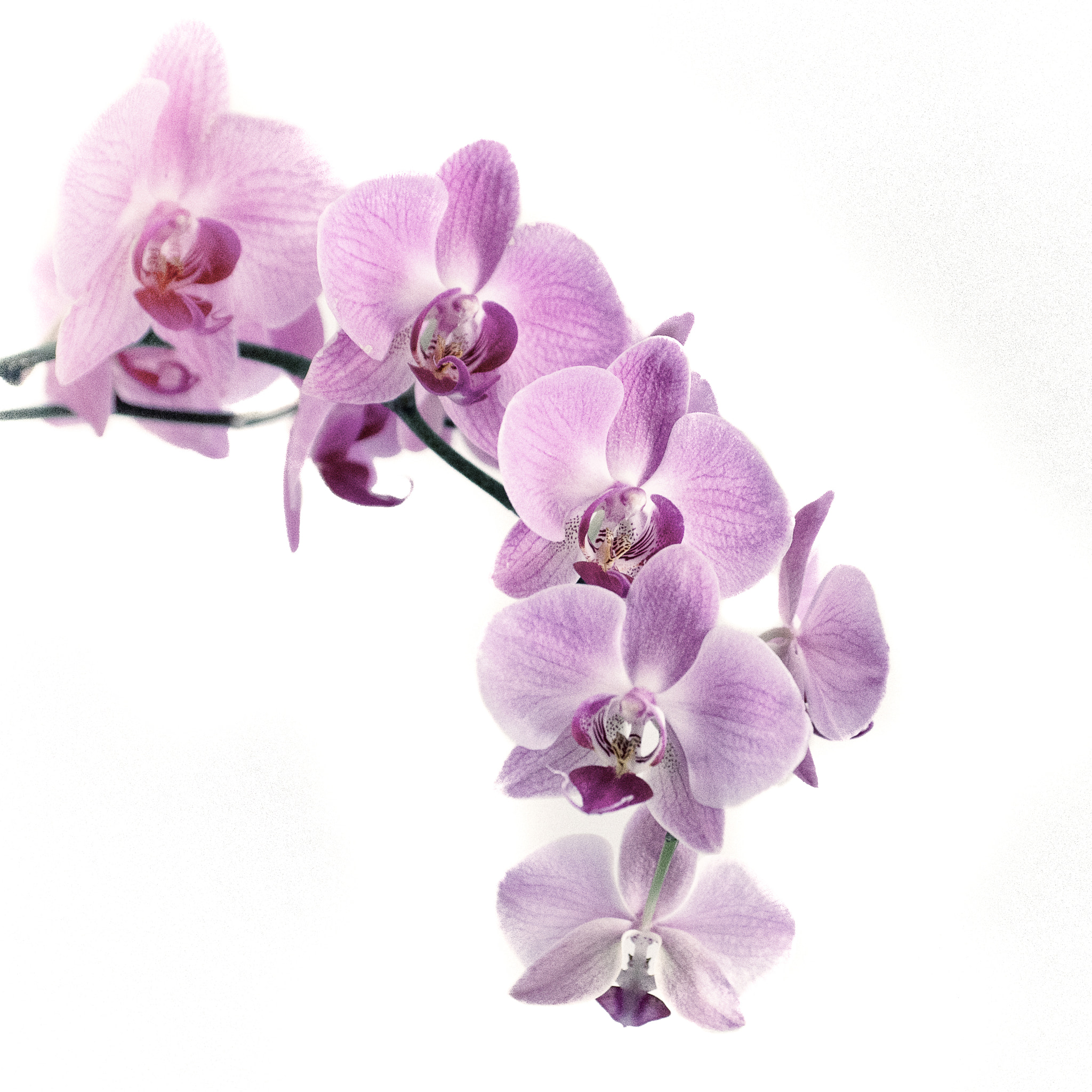 Pentax smc DA* 50-135mm F2.8 ED (IF) SDM sample photo. Cydm in high key photography