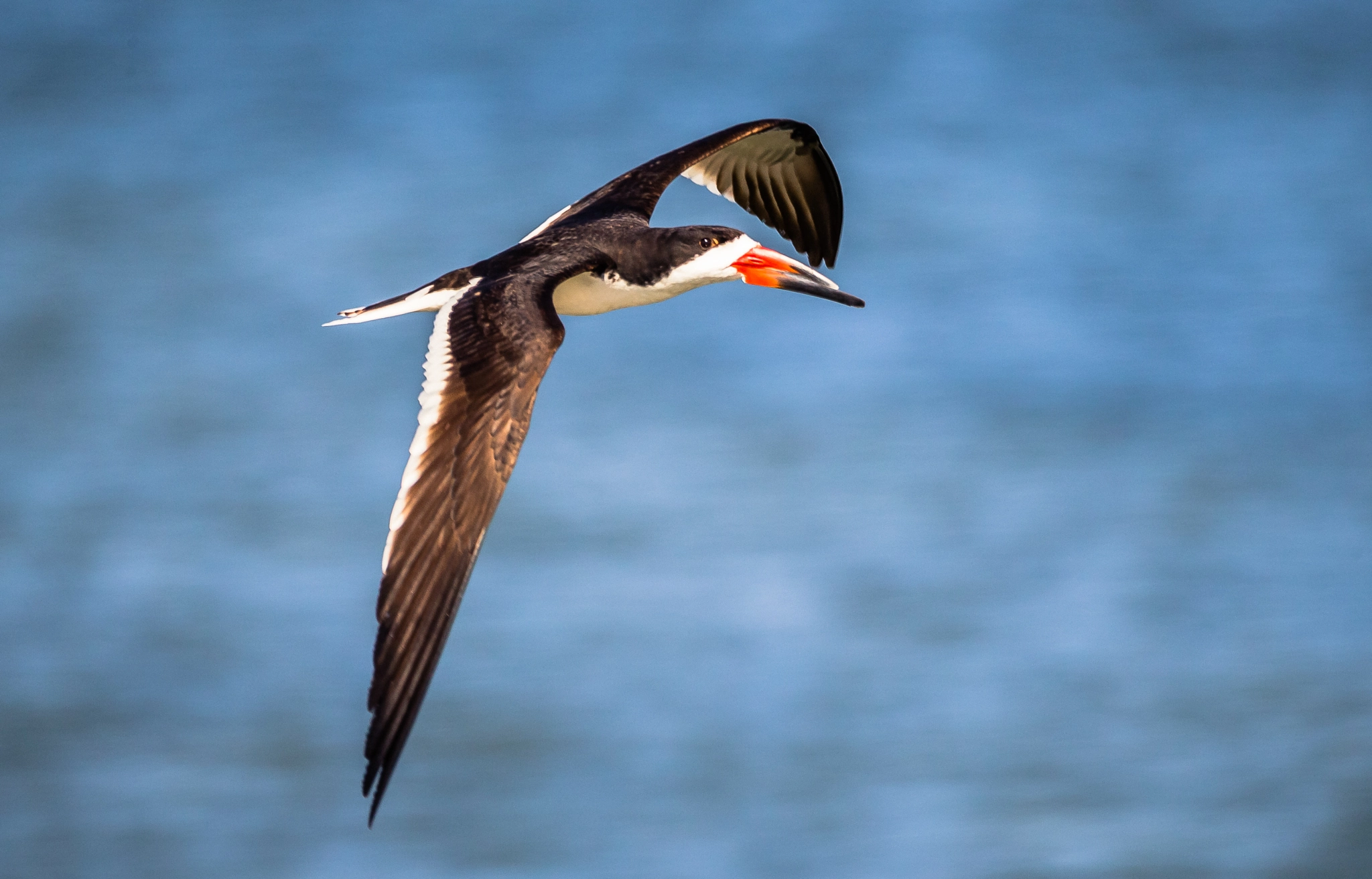 150-600mm F5-6.3 DG OS HSM | Contemporary 015 sample photo. Black skimmer photography