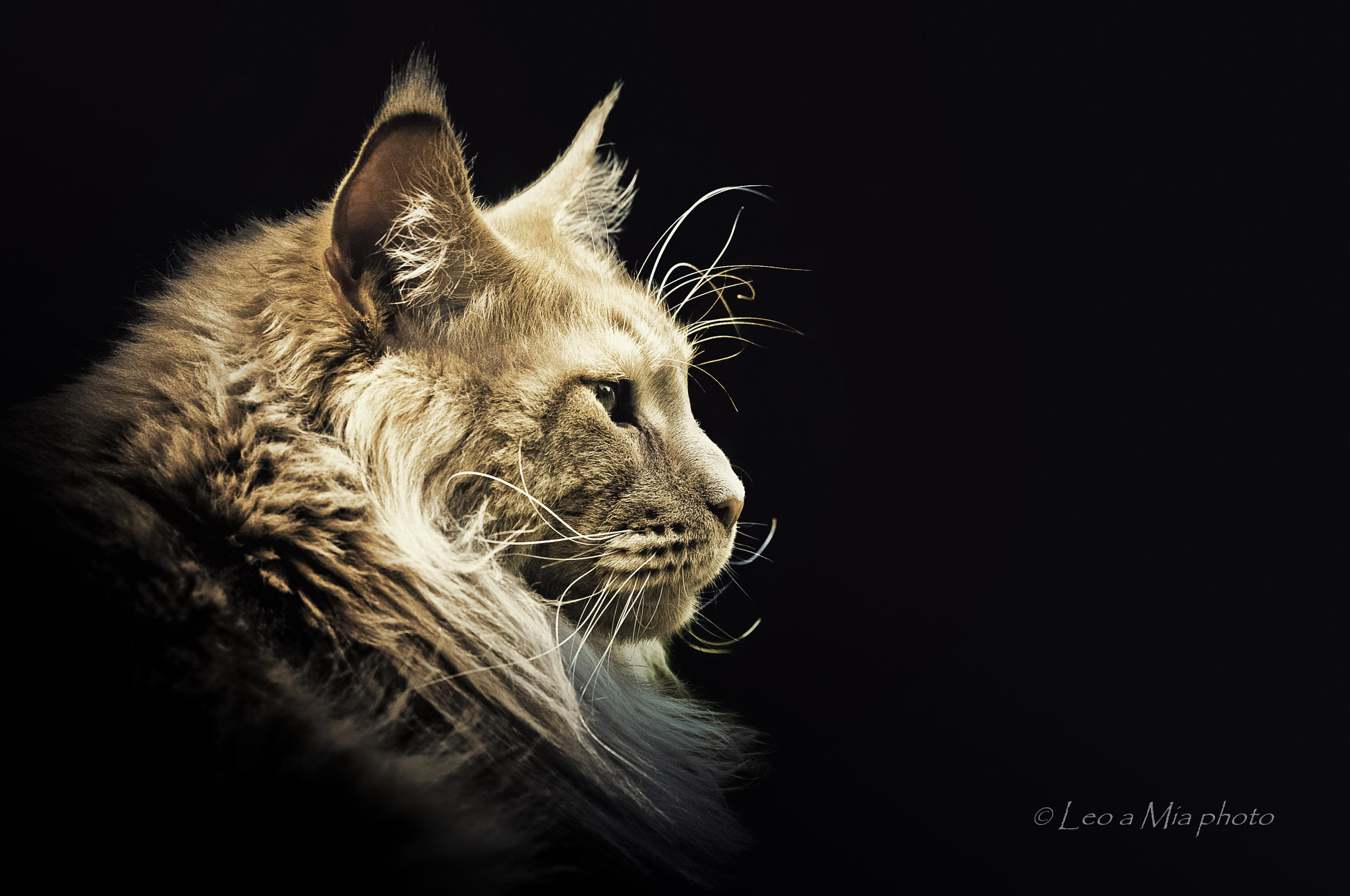 Nikon AF-S Nikkor 70-200mm F2.8G ED VR II sample photo. Leo  my cat photography