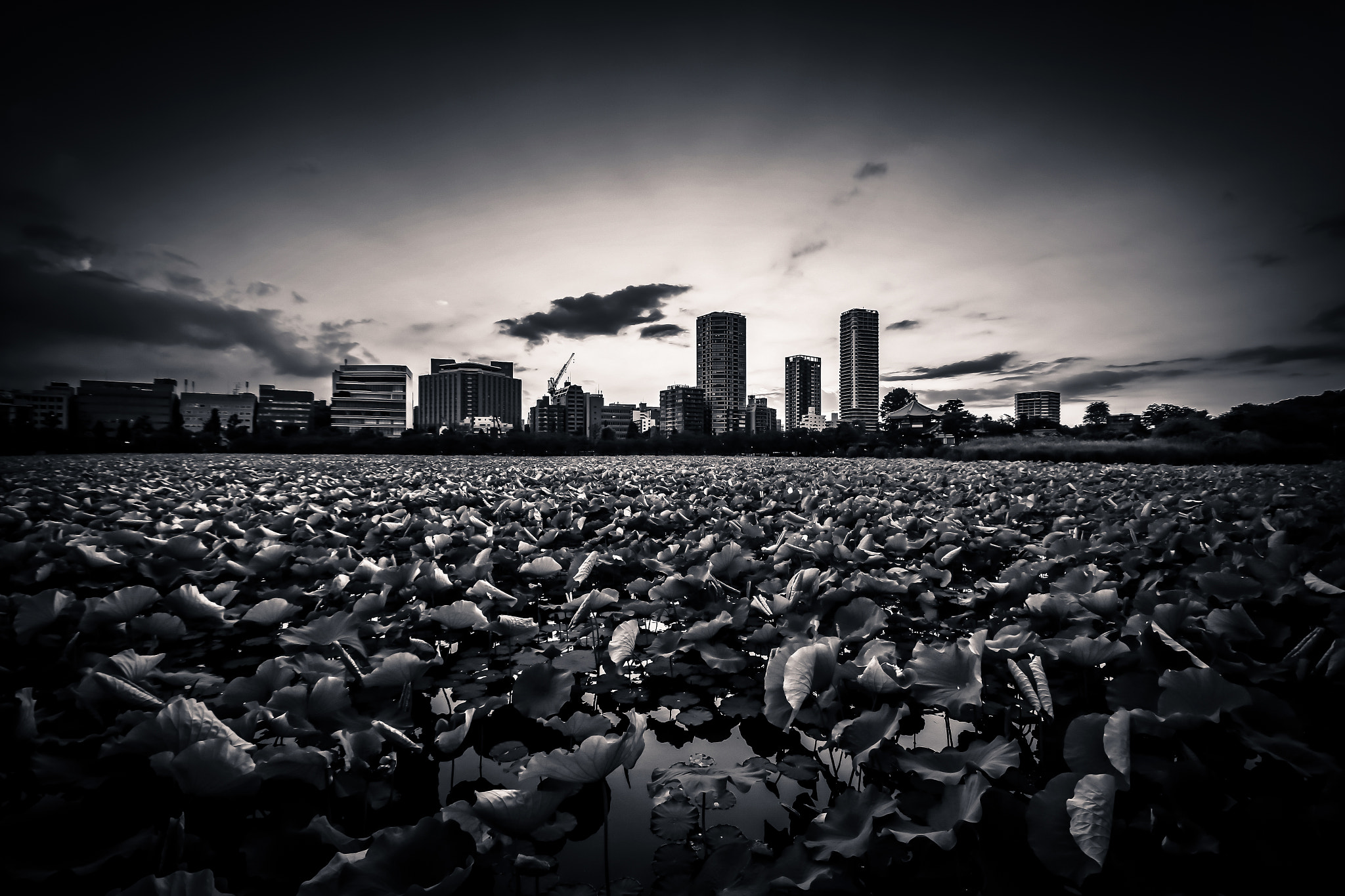 Canon EOS 6D + Sigma 10-20mm F4-5.6 EX DC HSM sample photo. Ueno photography