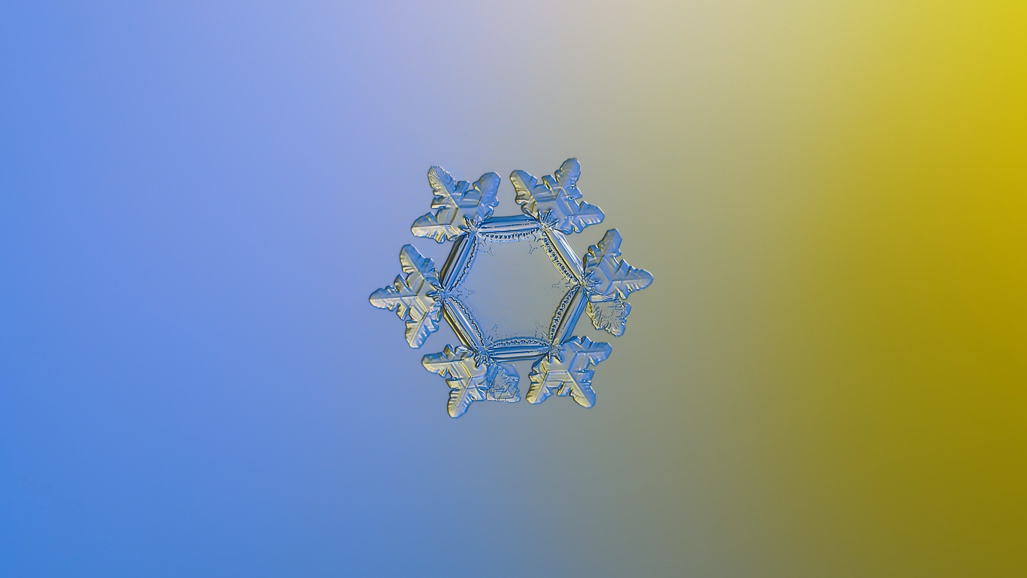 Canon POWERSHOT A650 IS sample photo. Snowflake widescreen wallpaper: sunflower (golden) photography