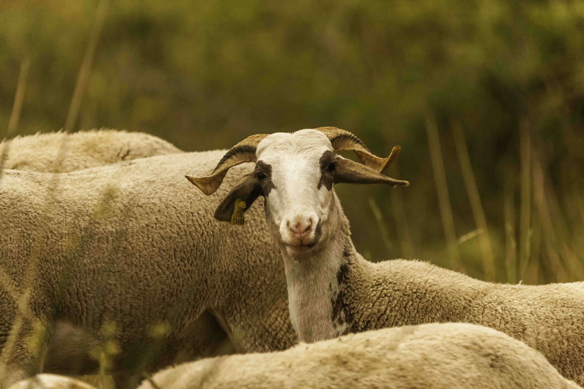 Sigma 150-500mm F5-6.3 DG OS HSM sample photo. Mutton photography