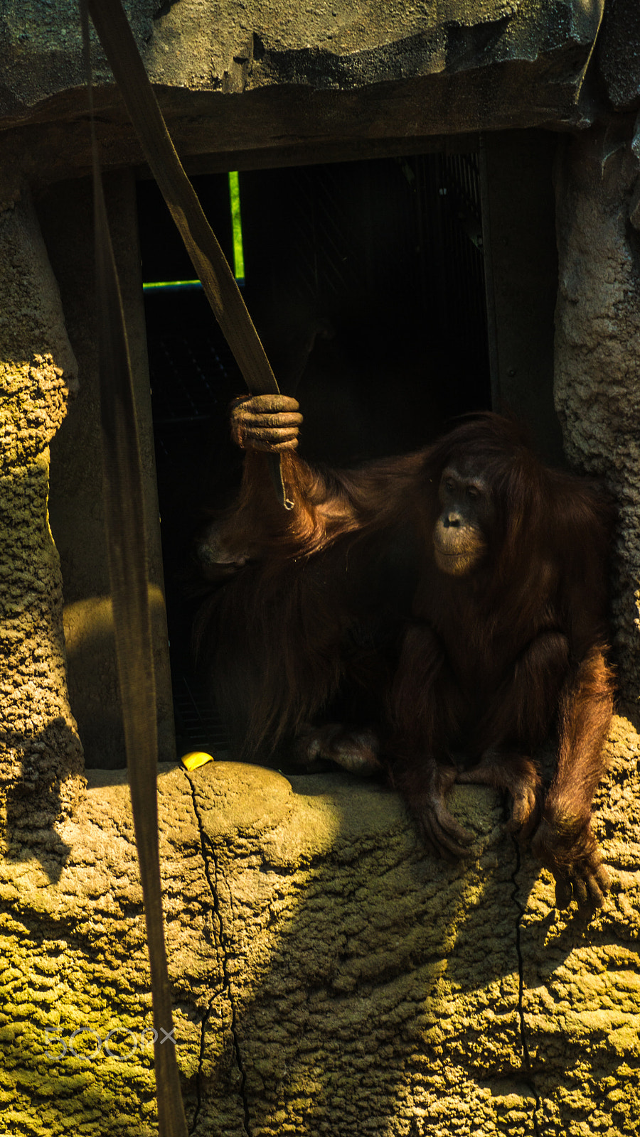 Sony 75-300mm F4.5-5.6 sample photo. Chillin' photography