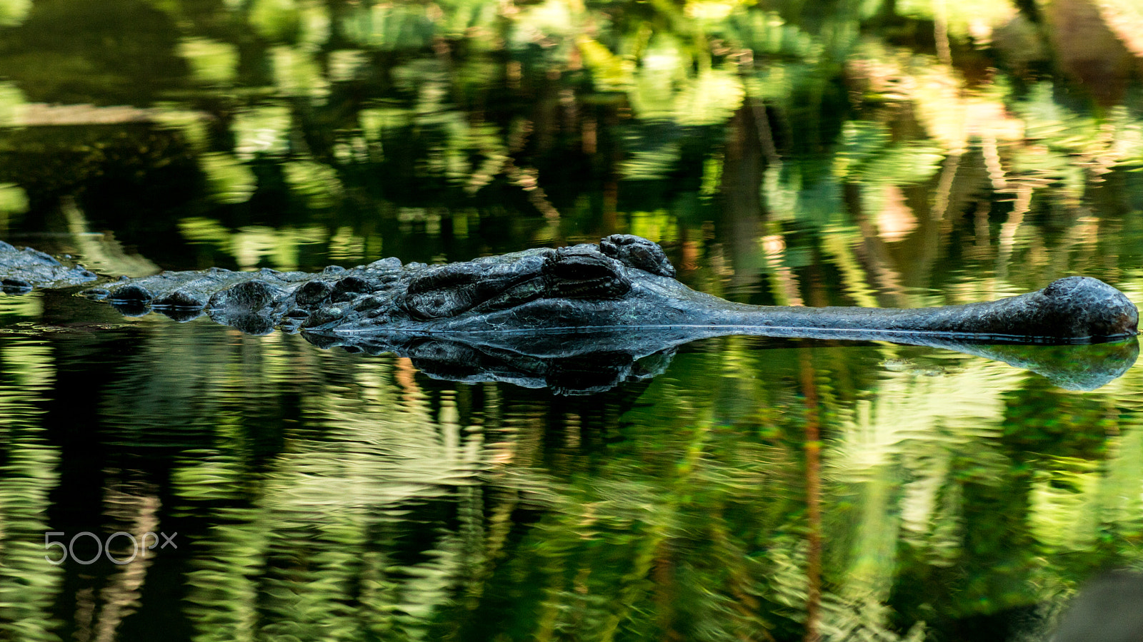 Sony 75-300mm F4.5-5.6 sample photo. Here's looking at you kid! photography