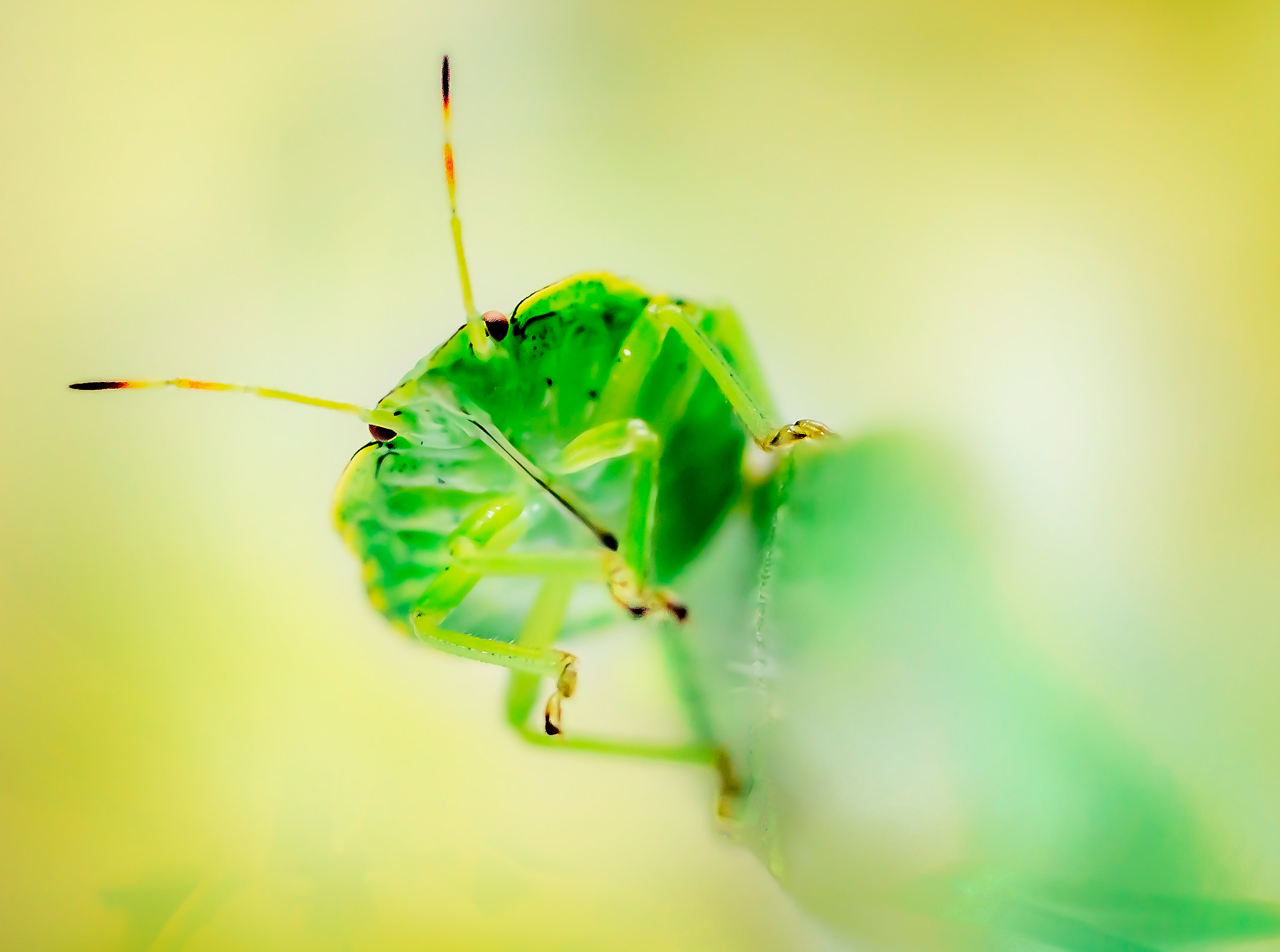 Canon EOS 6D + Sigma 105mm F2.8 EX DG Macro sample photo. Groene stinkwants (palomena prasina) (of ) photography