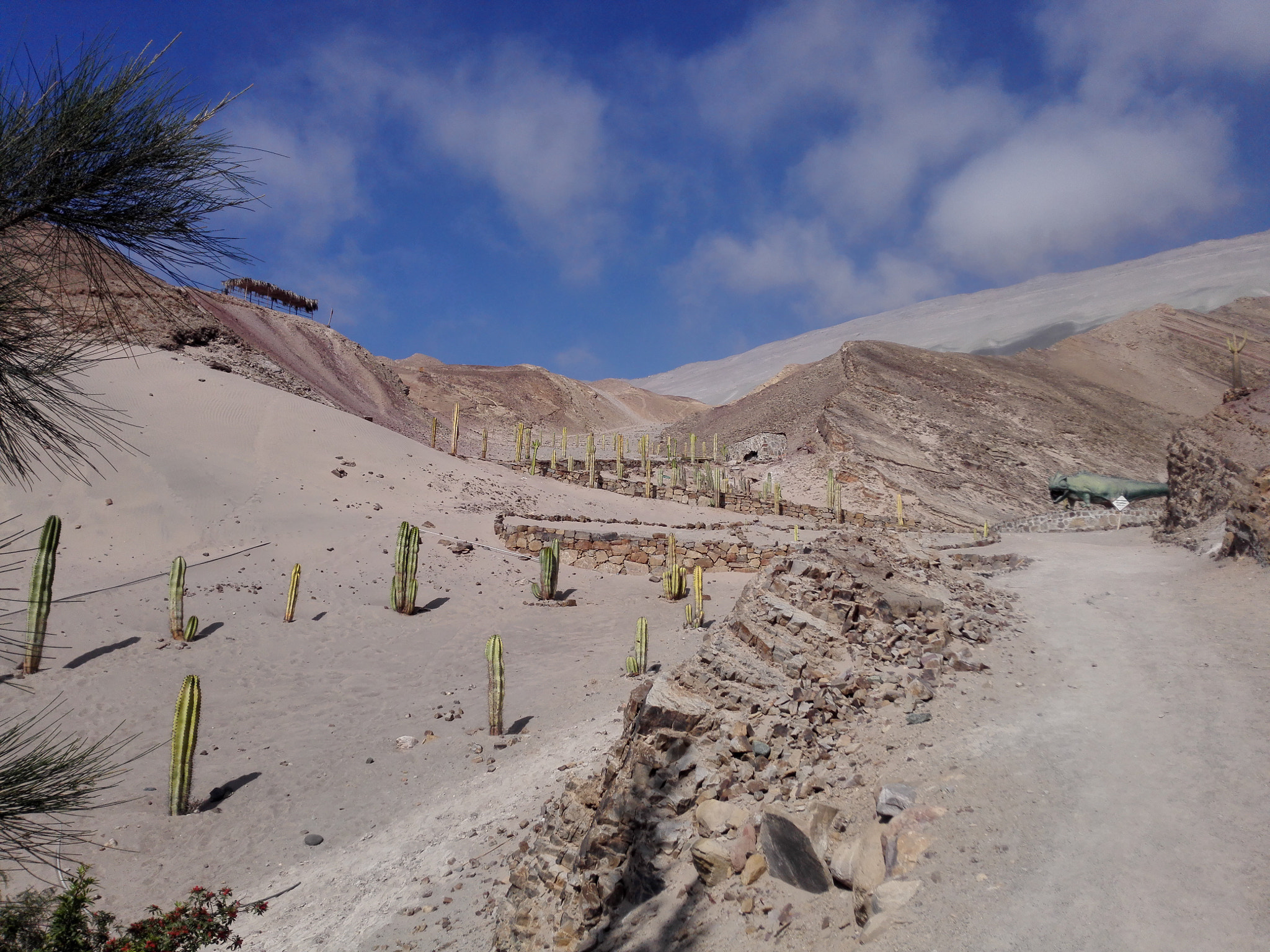 HUAWEI H60-L04 sample photo. Cactus - san pedro - sand - montaigns - peru photography