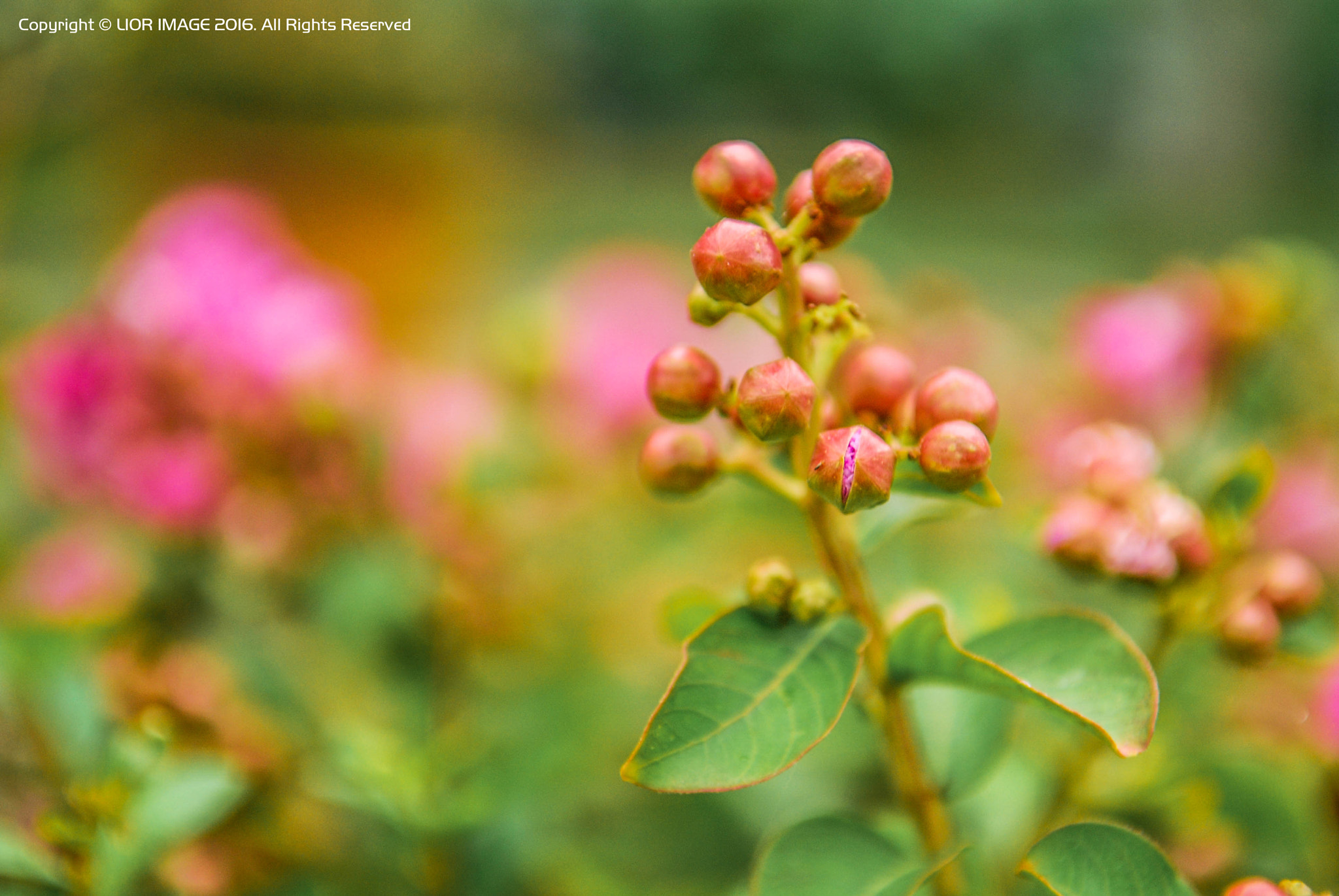 Nikon D80 sample photo. Waiting for open photography