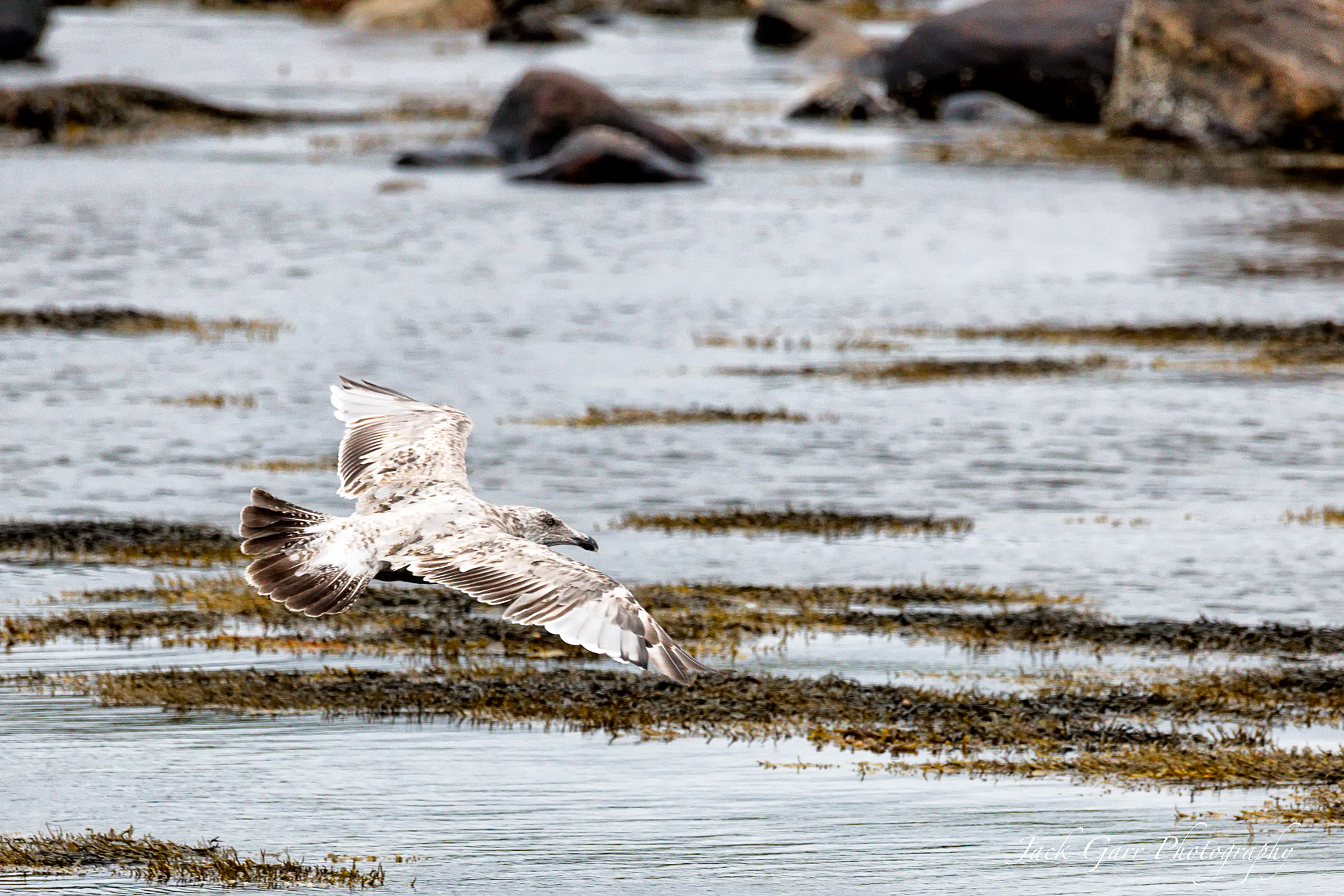 Canon EOS 5DS + 150-600mm F5-6.3 DG OS HSM | Sports 014 sample photo. California gull 1st cycle flight photography