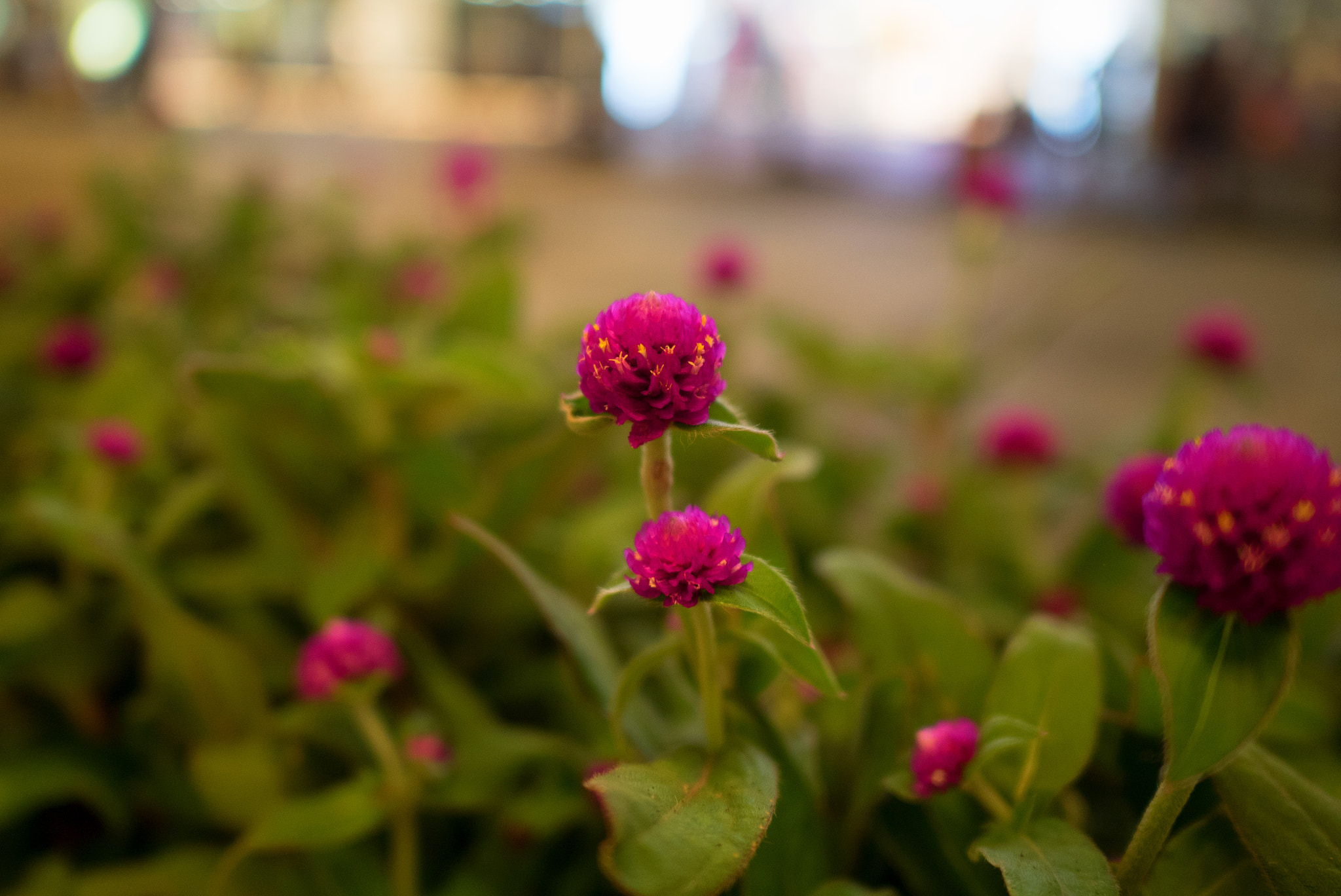 Olympus OM-D E-M5 II + LEICA DG SUMMILUX 15/F1.7 sample photo. Flower at night photography